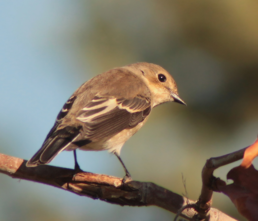 Female European Pied Flycatcher perched in Madrid, Spain