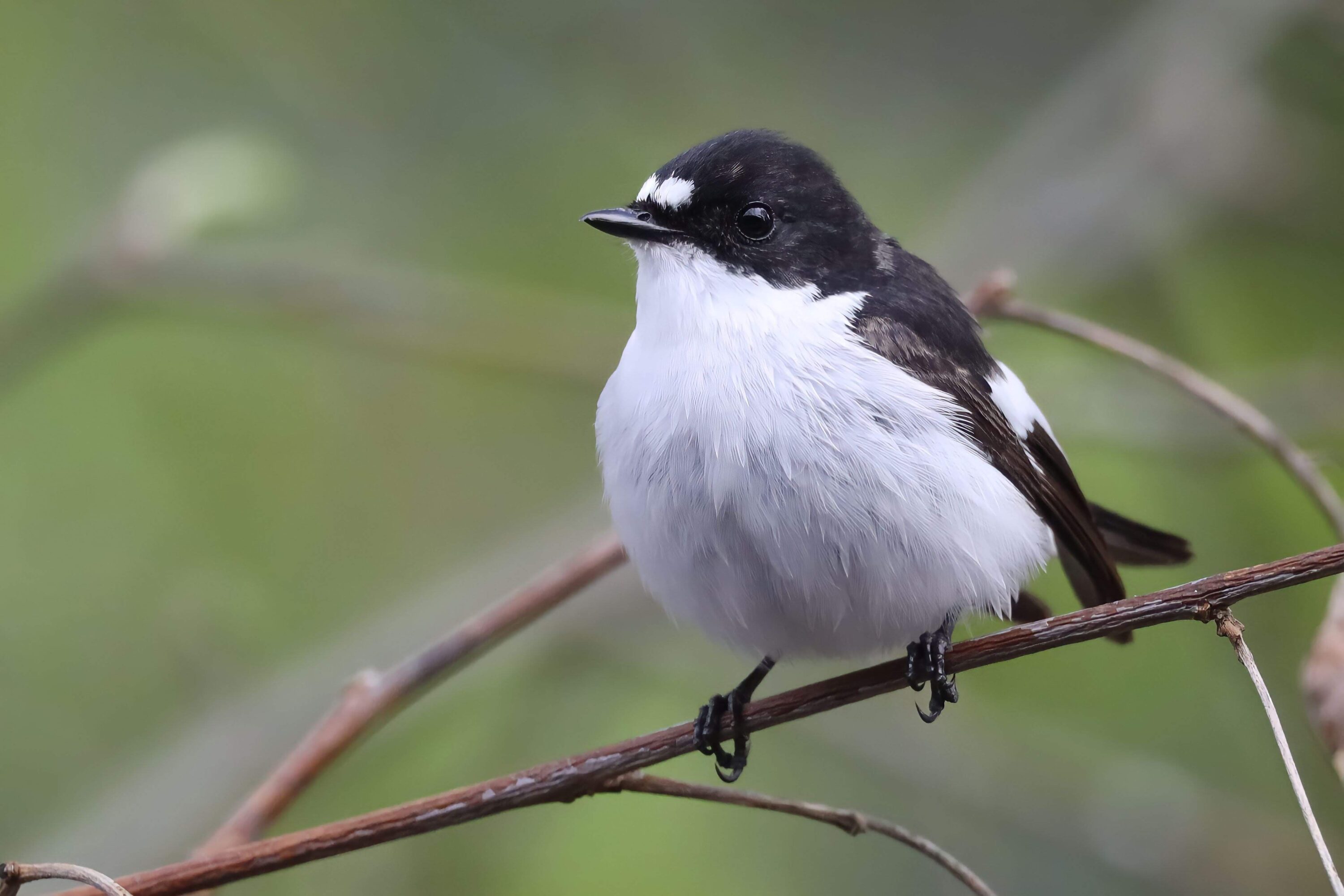 Male European pied flycatcher perched on a thin branch