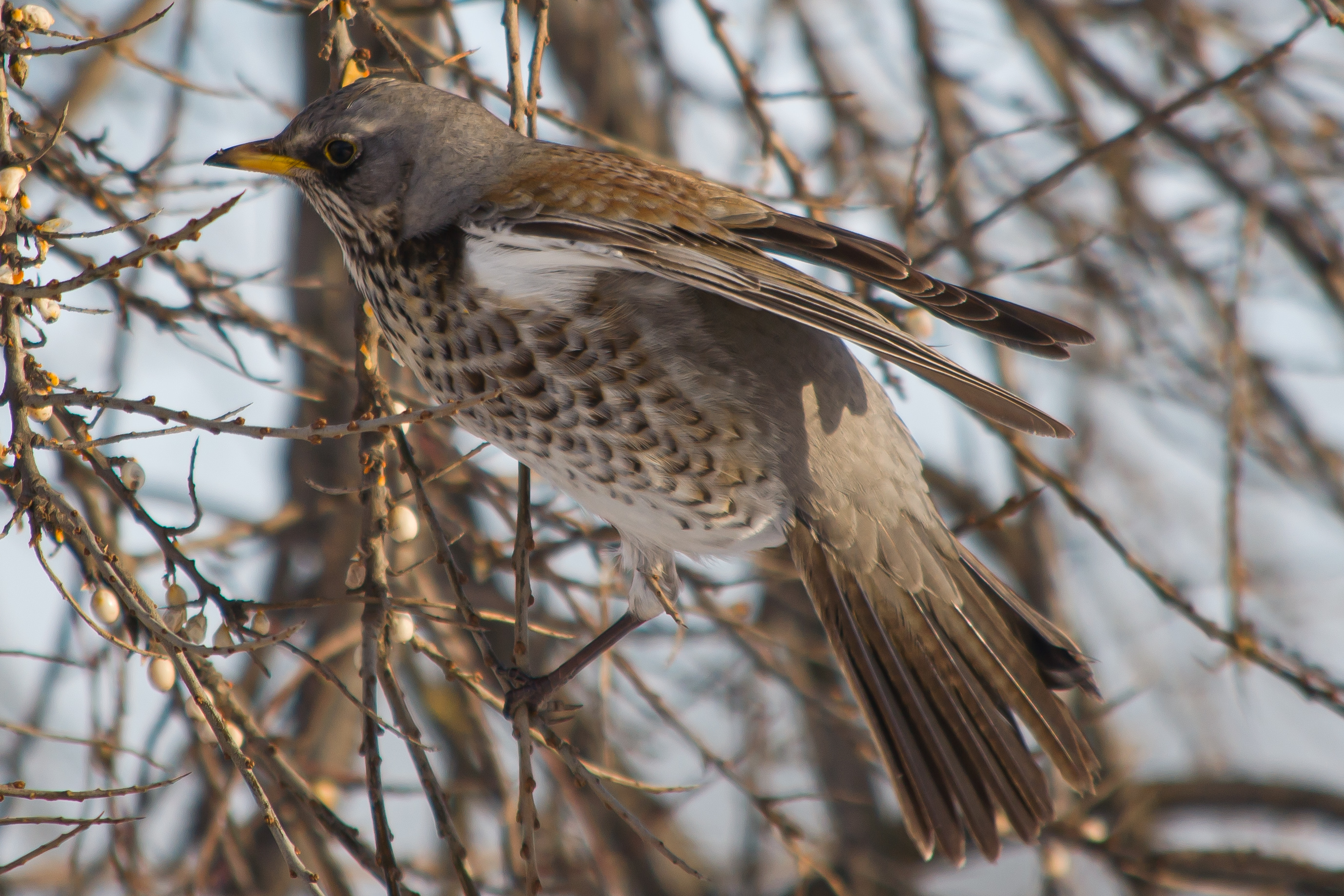 Fieldfare preparing to fly from a branch near Lviv, Ukraine