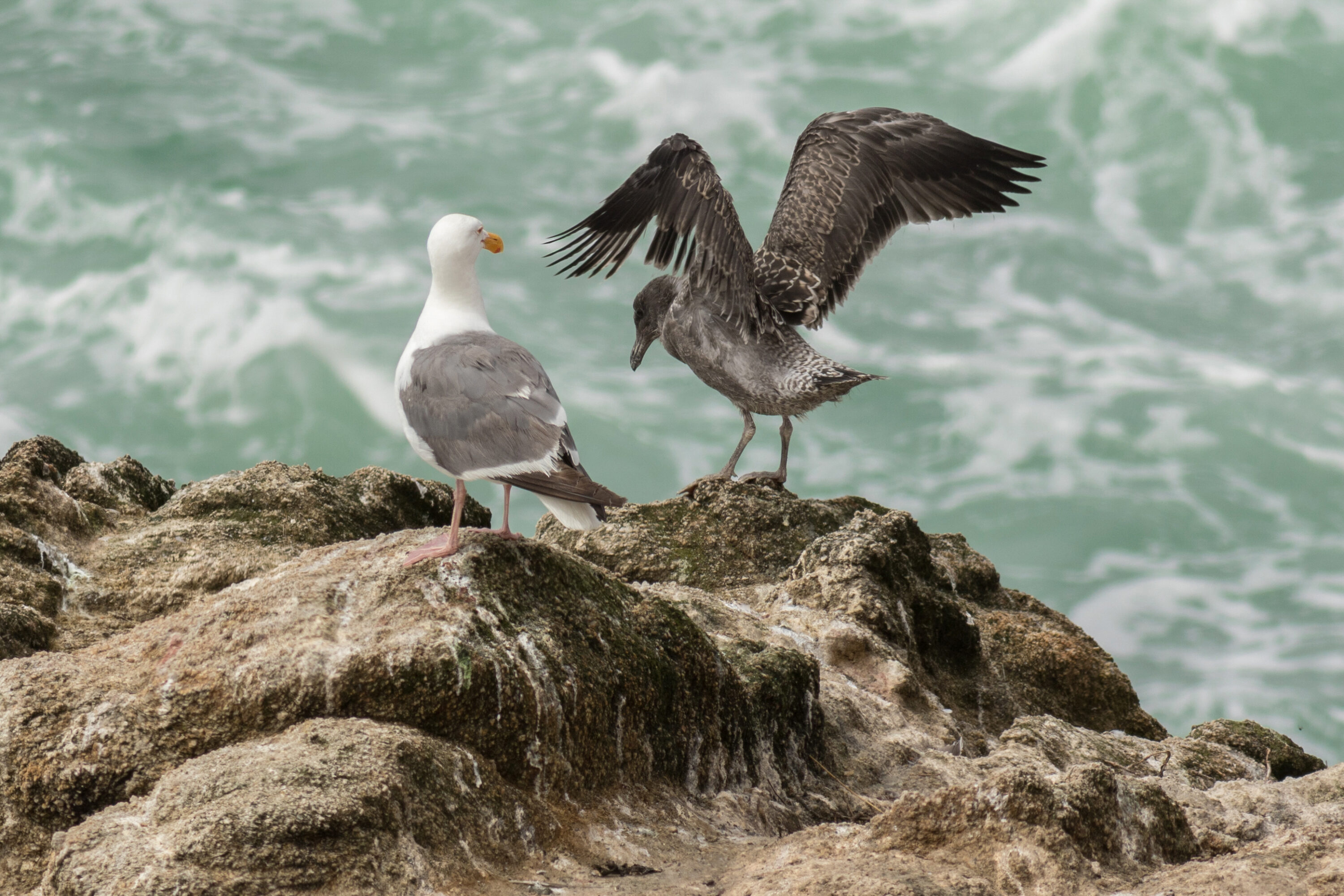 Juvenile Western Gull making its first attempt to fly at Bodega Head, California