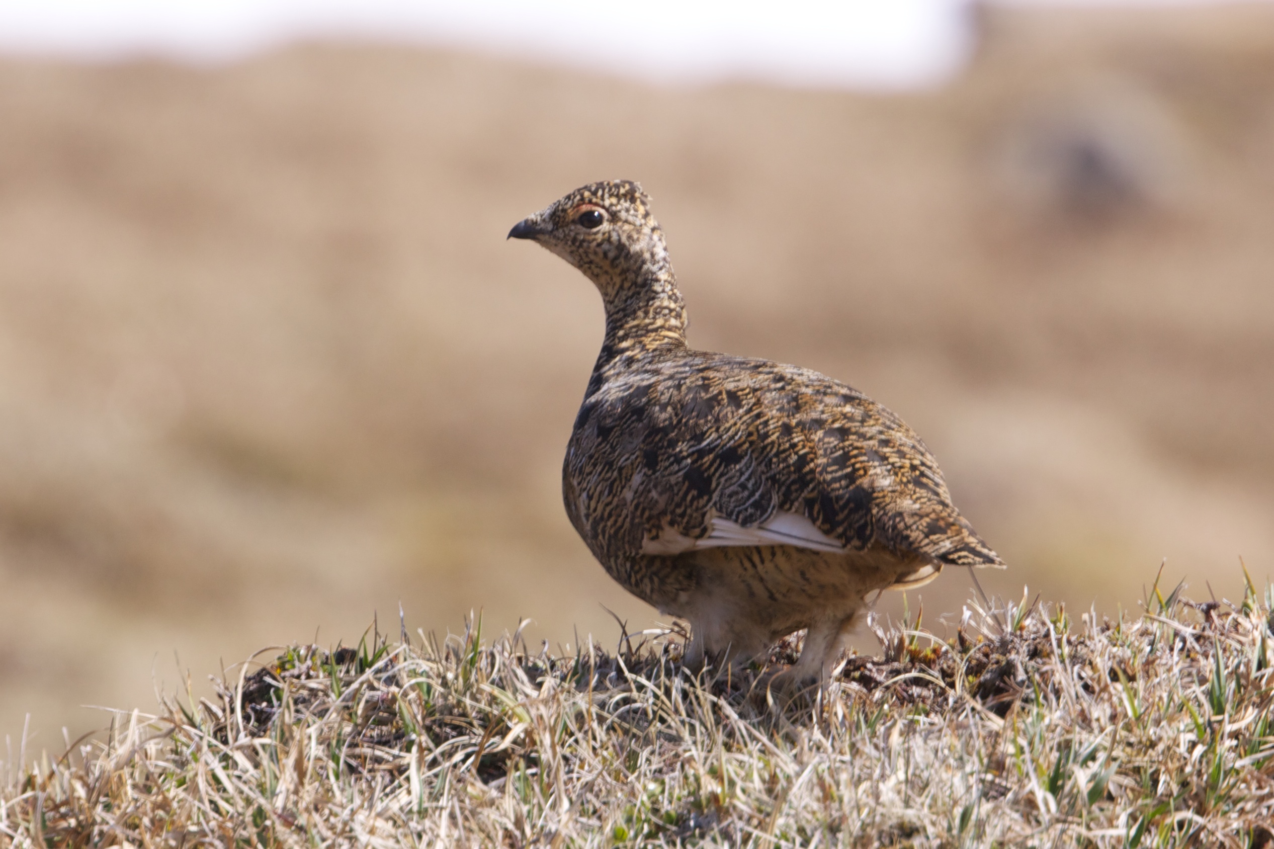 Rock ptarmigan in brown summer plumage on rocky ground in Iceland