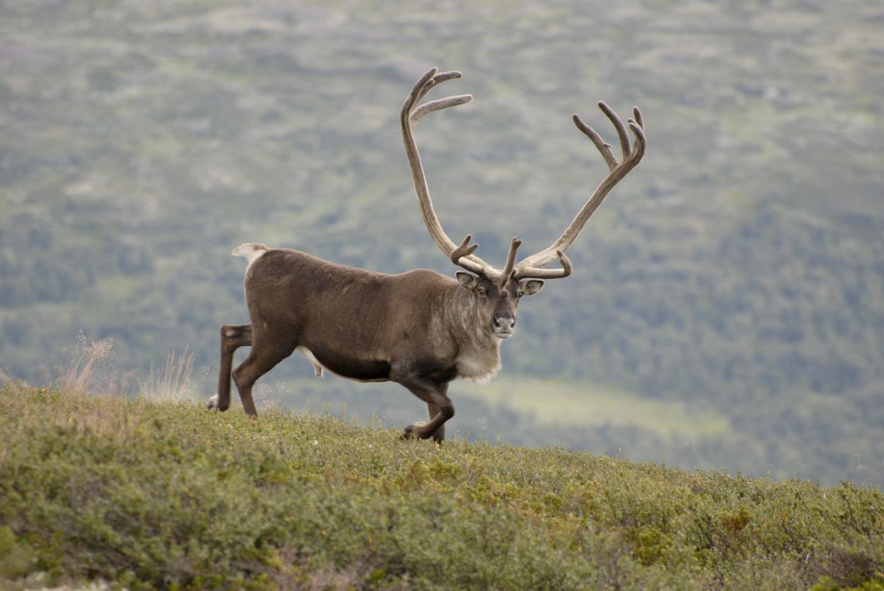 Norwegian wild reindeer in mountain habitat