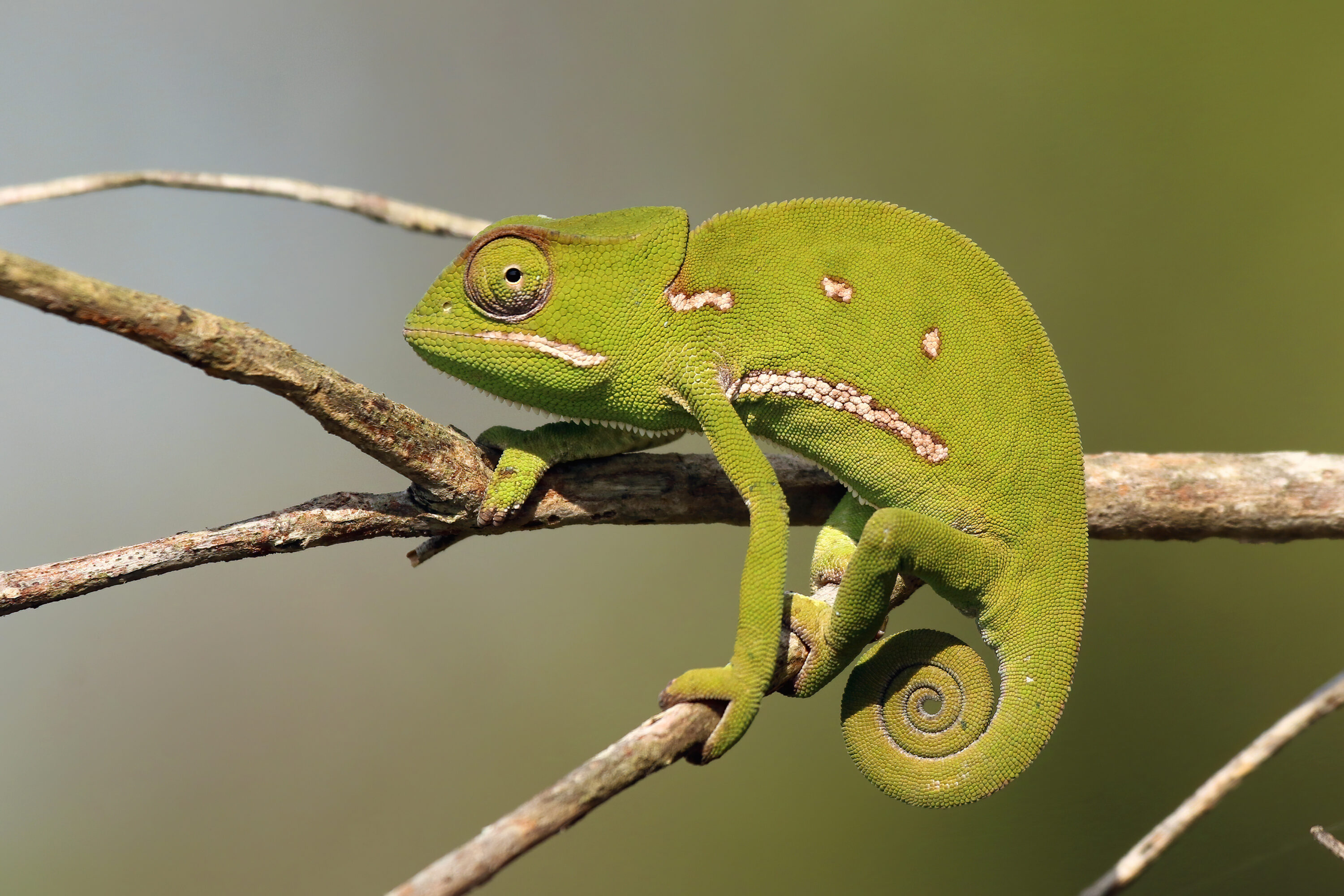 Female flap-necked chameleon perched on branches in iSimangaliso Wetland Park