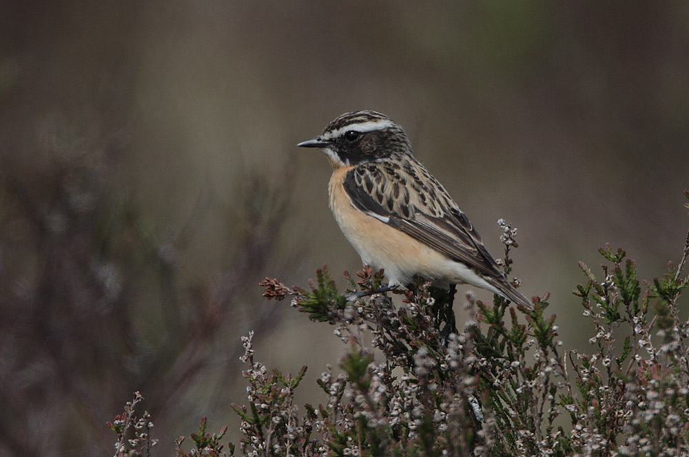 Male whinchat perched in breeding plumage