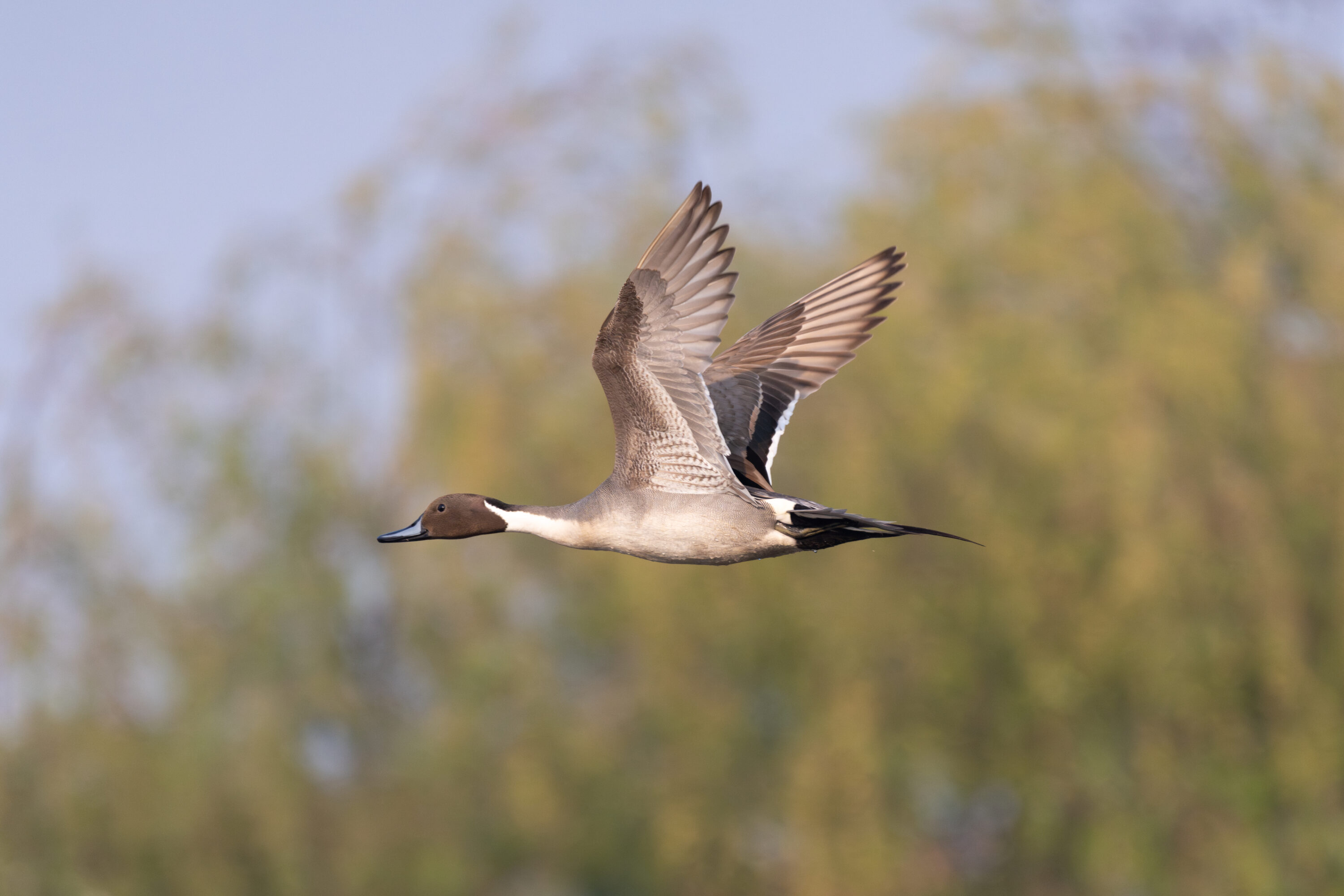 Northern Pintail flying over wetland habitat