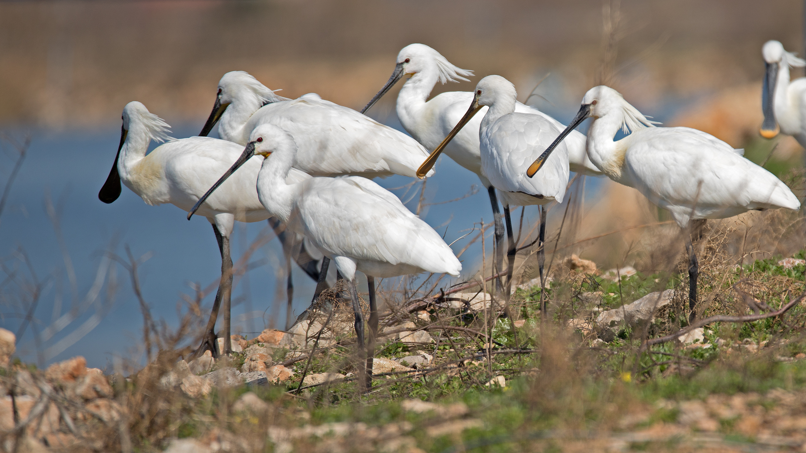 Flock of Eurasian spoonbills