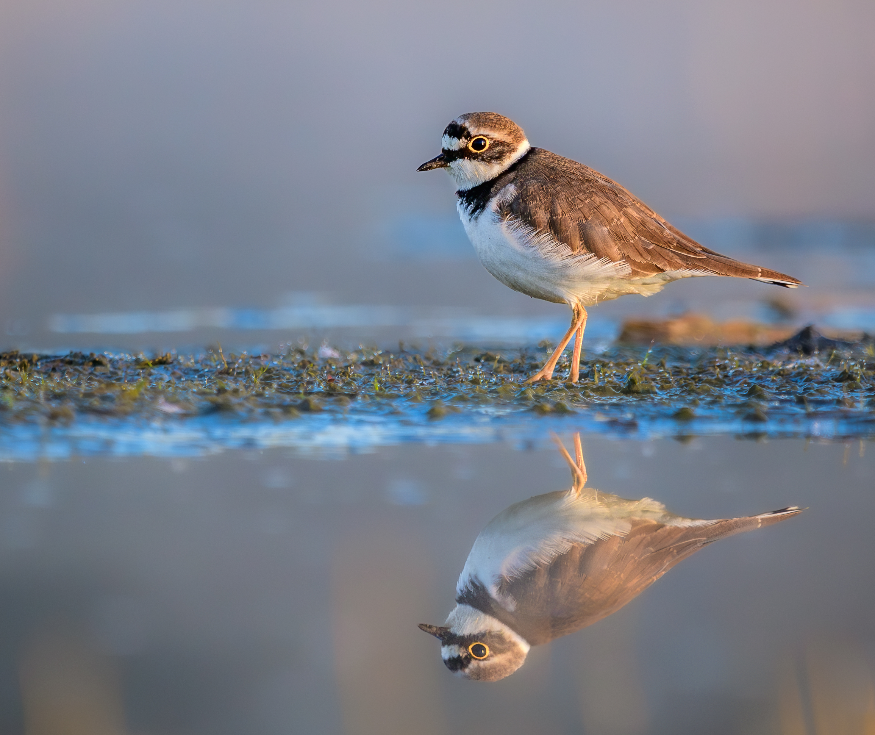 Female Little Ringed Plover foraging in shallow water in the Netherlands
