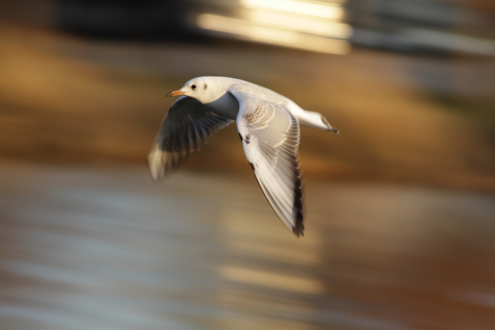 Black-headed gull flying in Tokyo, Japan