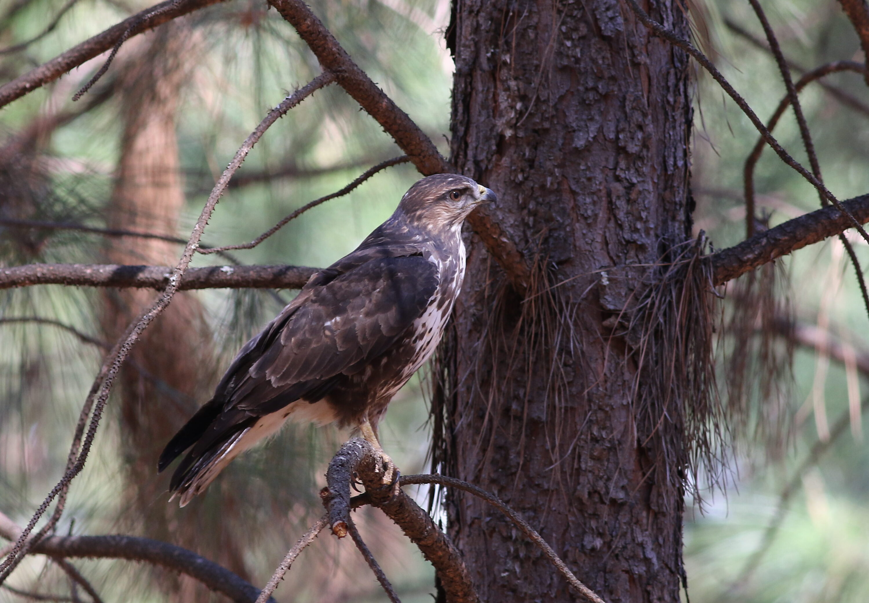 Forest buzzard perched at Hangklip Forest, Limpopo, South Africa