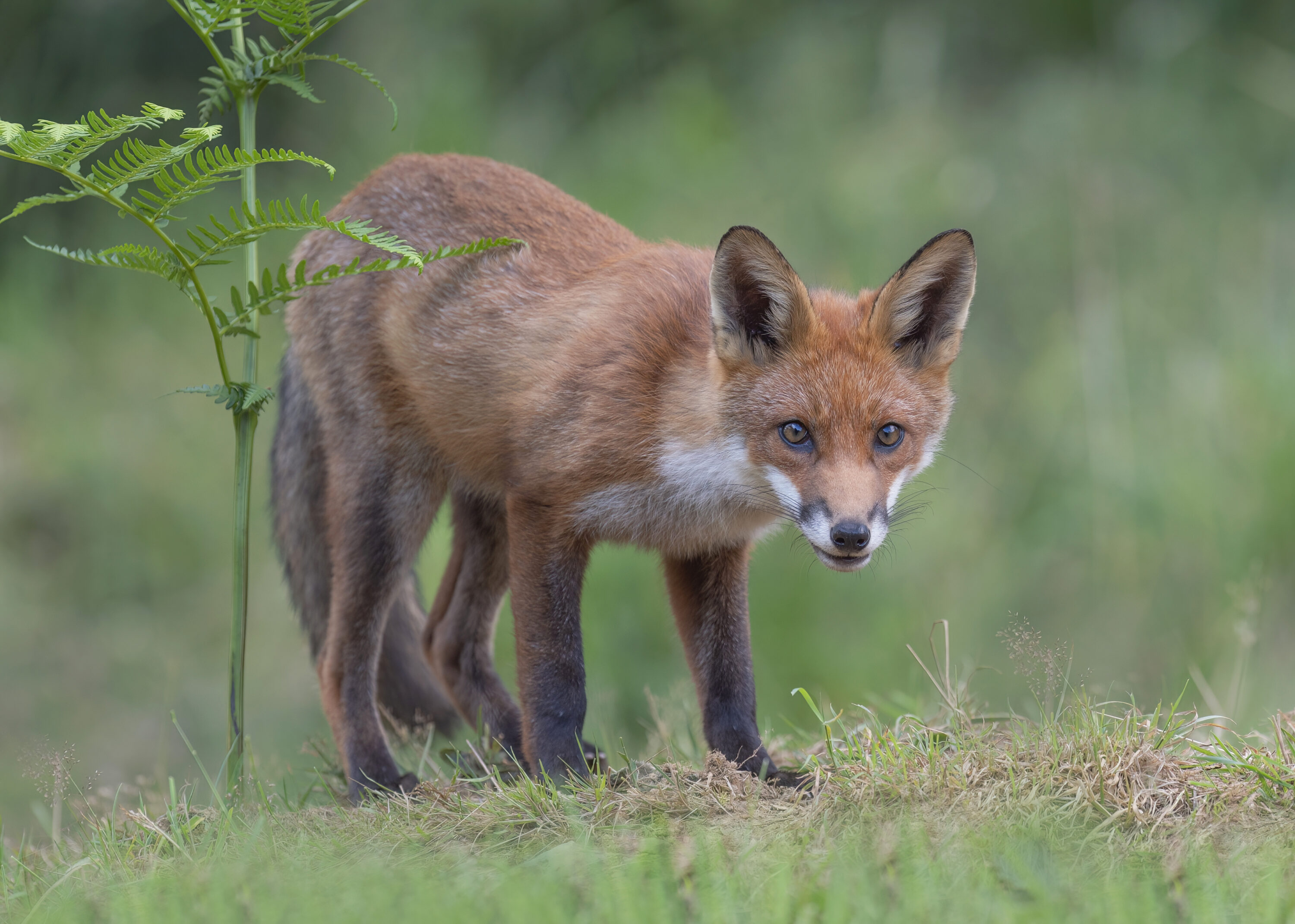 Red fox standing in grass in Dumfries and Galloway, Scotland