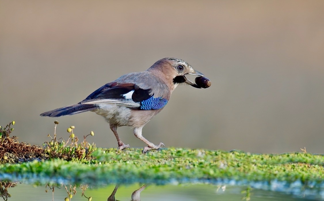 Eurasian jay carrying an acorn in Portugal