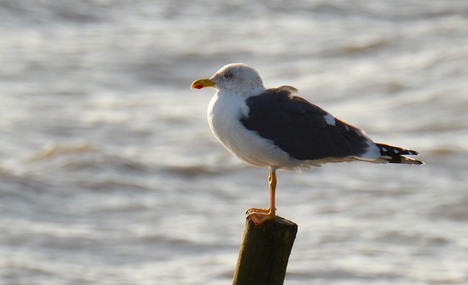 Adult lesser black-backed gull perched beside water in Lisbon, Portugal