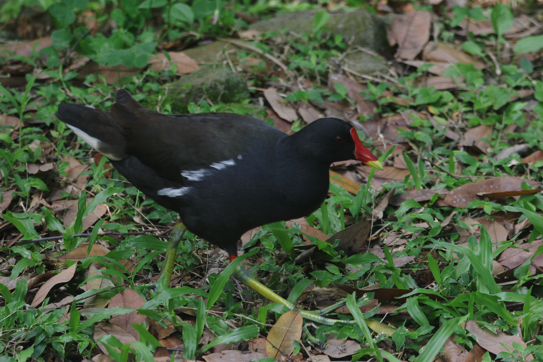 Wild common moorhen in Taiwan
