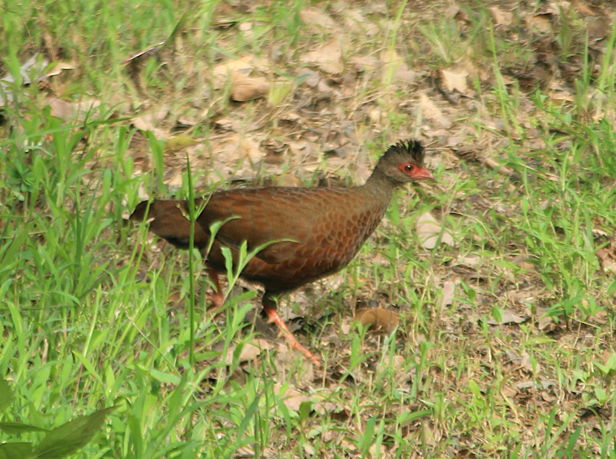 Red Spurfowl perched on a log in Karnataka, India