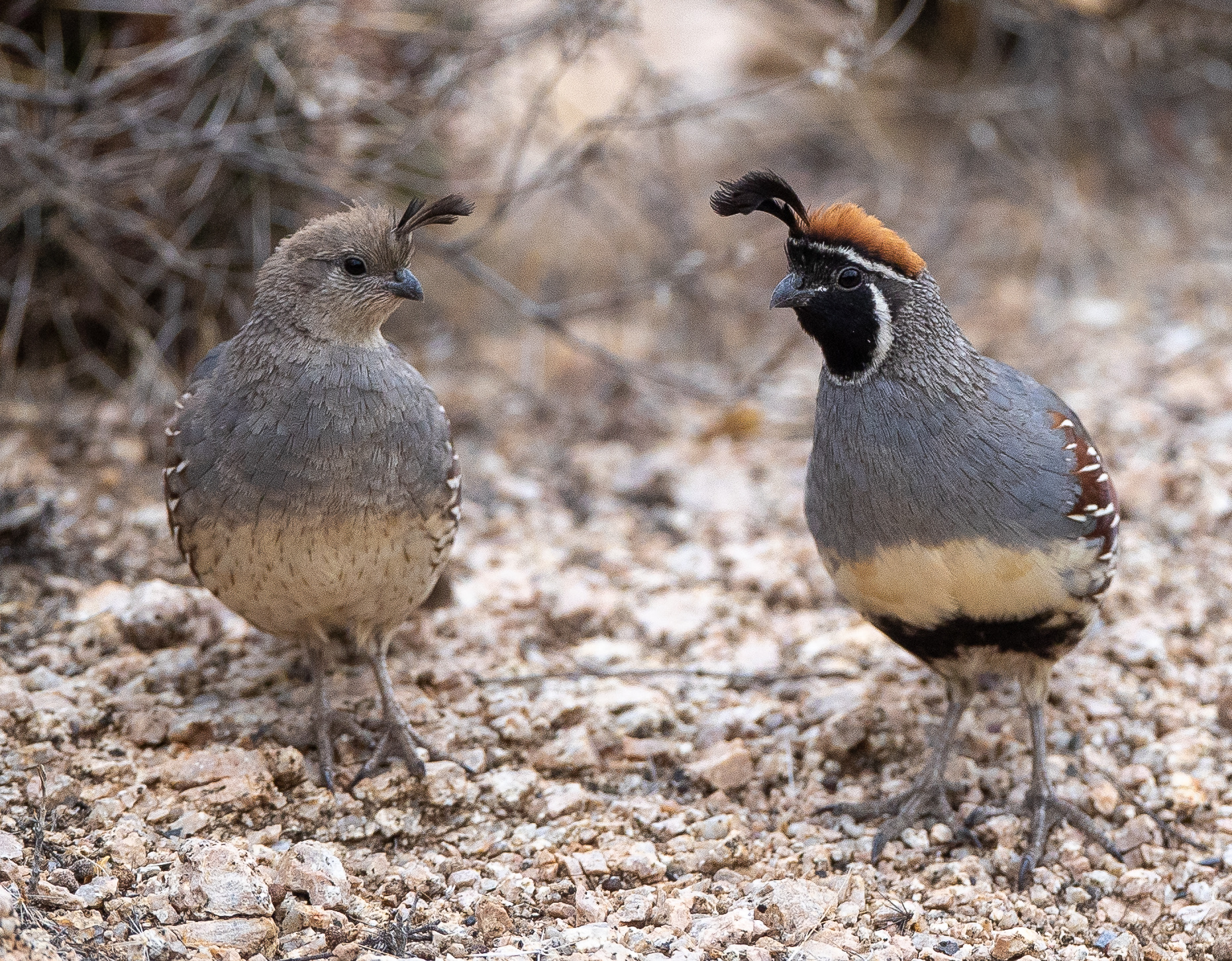 Female and male Gambel's Quail (Callipepla gambelii) standing side by side in Arizona