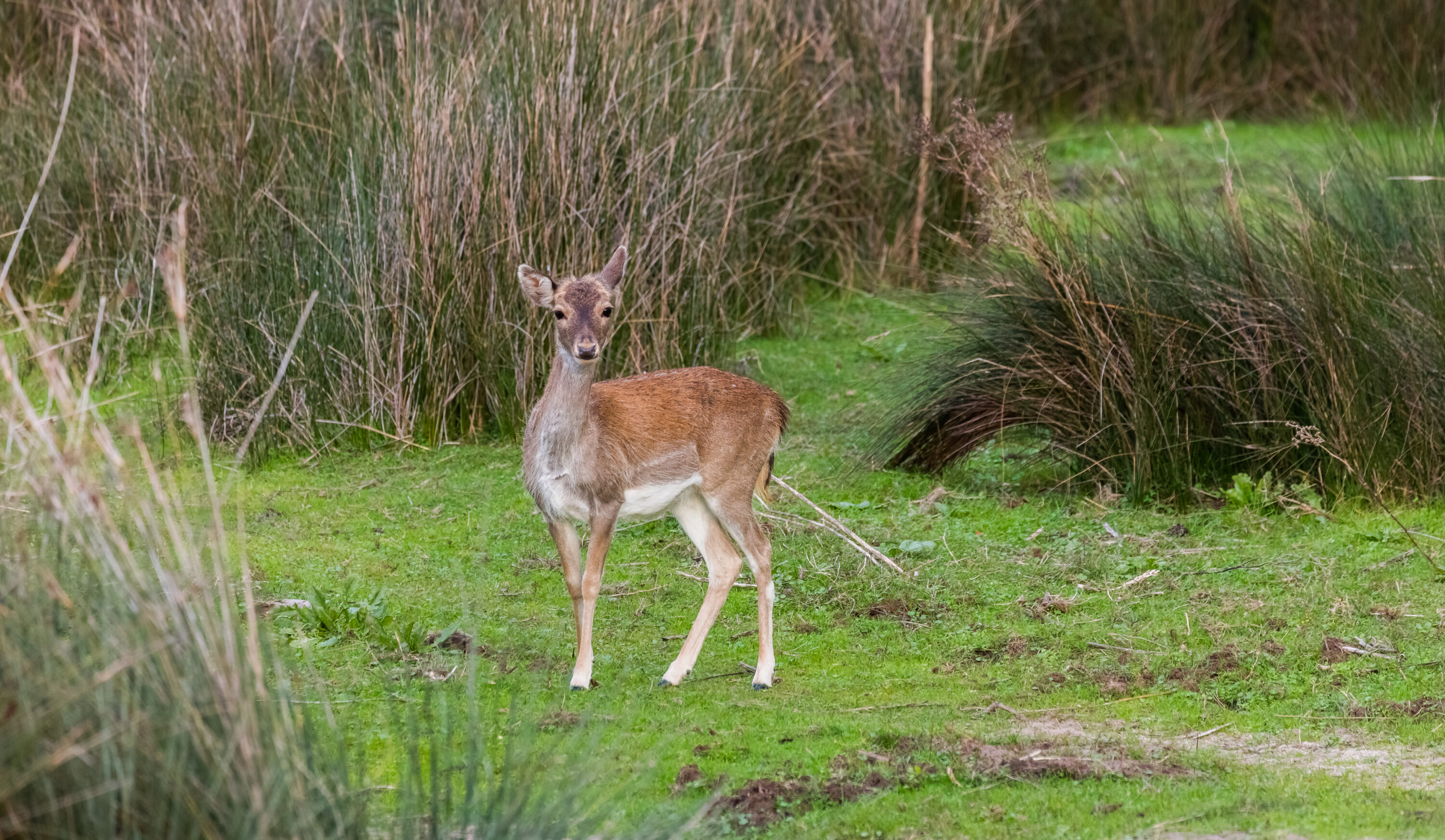 European fallow deer standing among vegetation