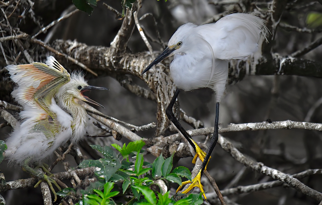 Adult little egret beside a chick in a nesting tree