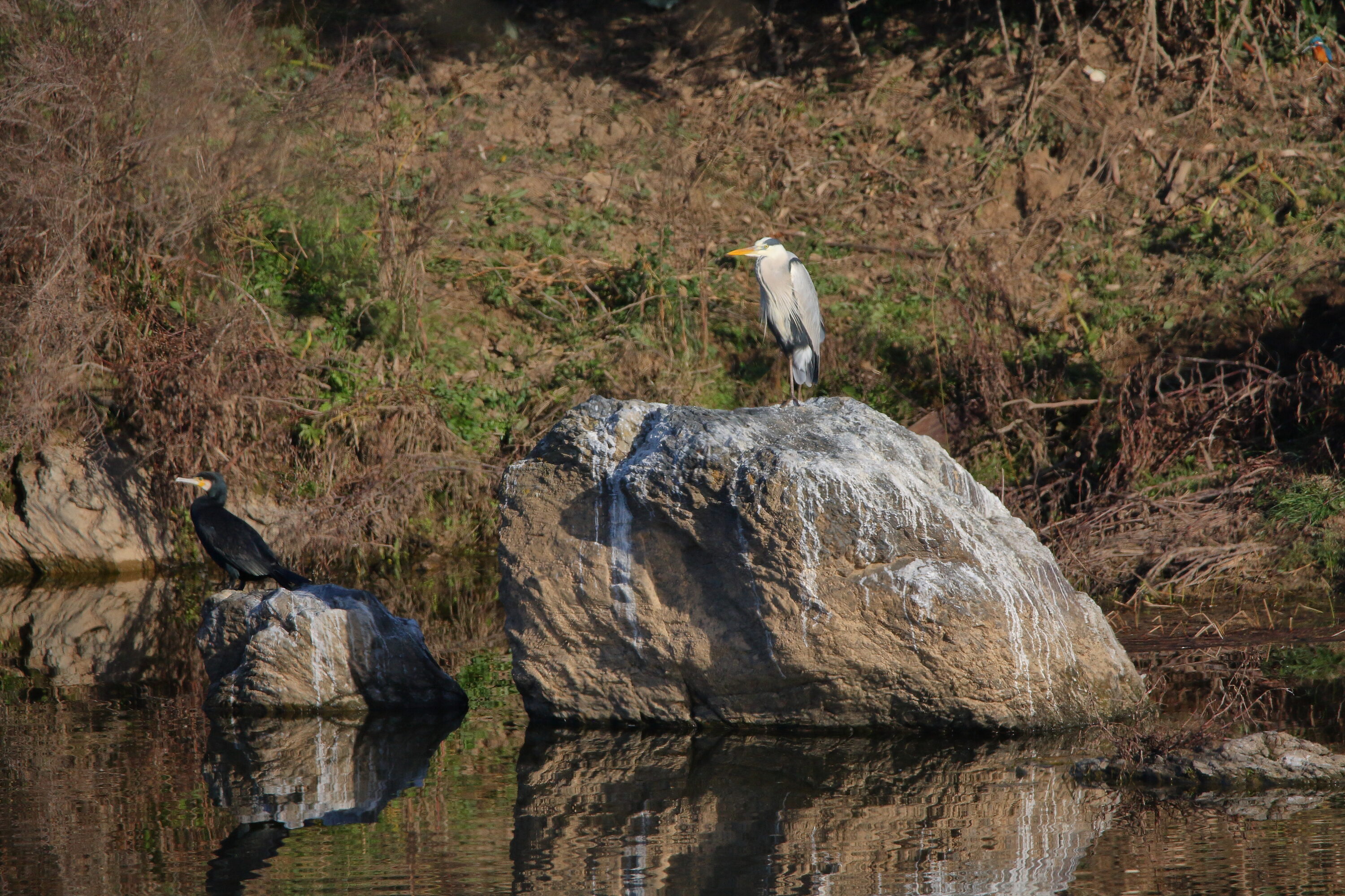 Wild grey heron and great cormorant together near water
