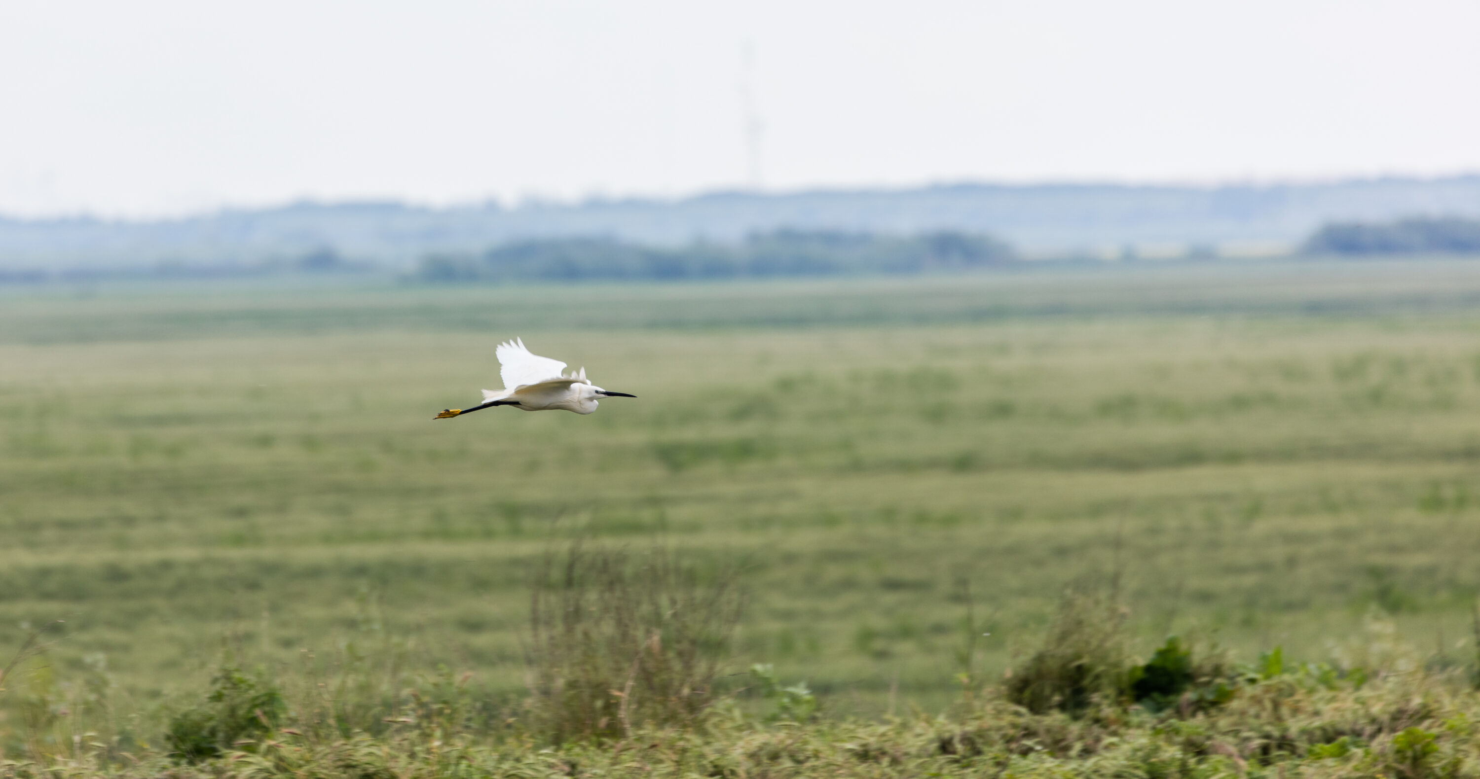 Little egret flying across wetland habitat in the Danube Delta