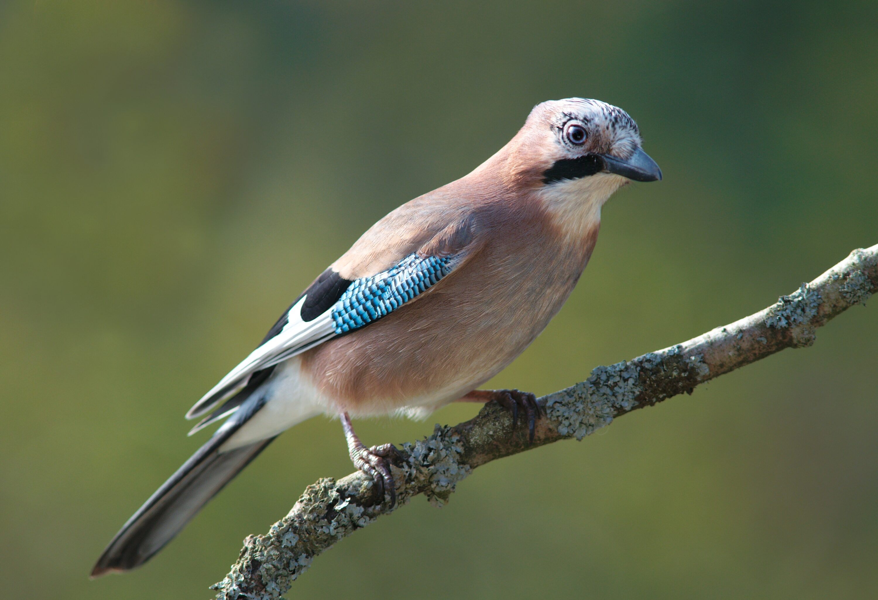 Eurasian jay perched on a branch