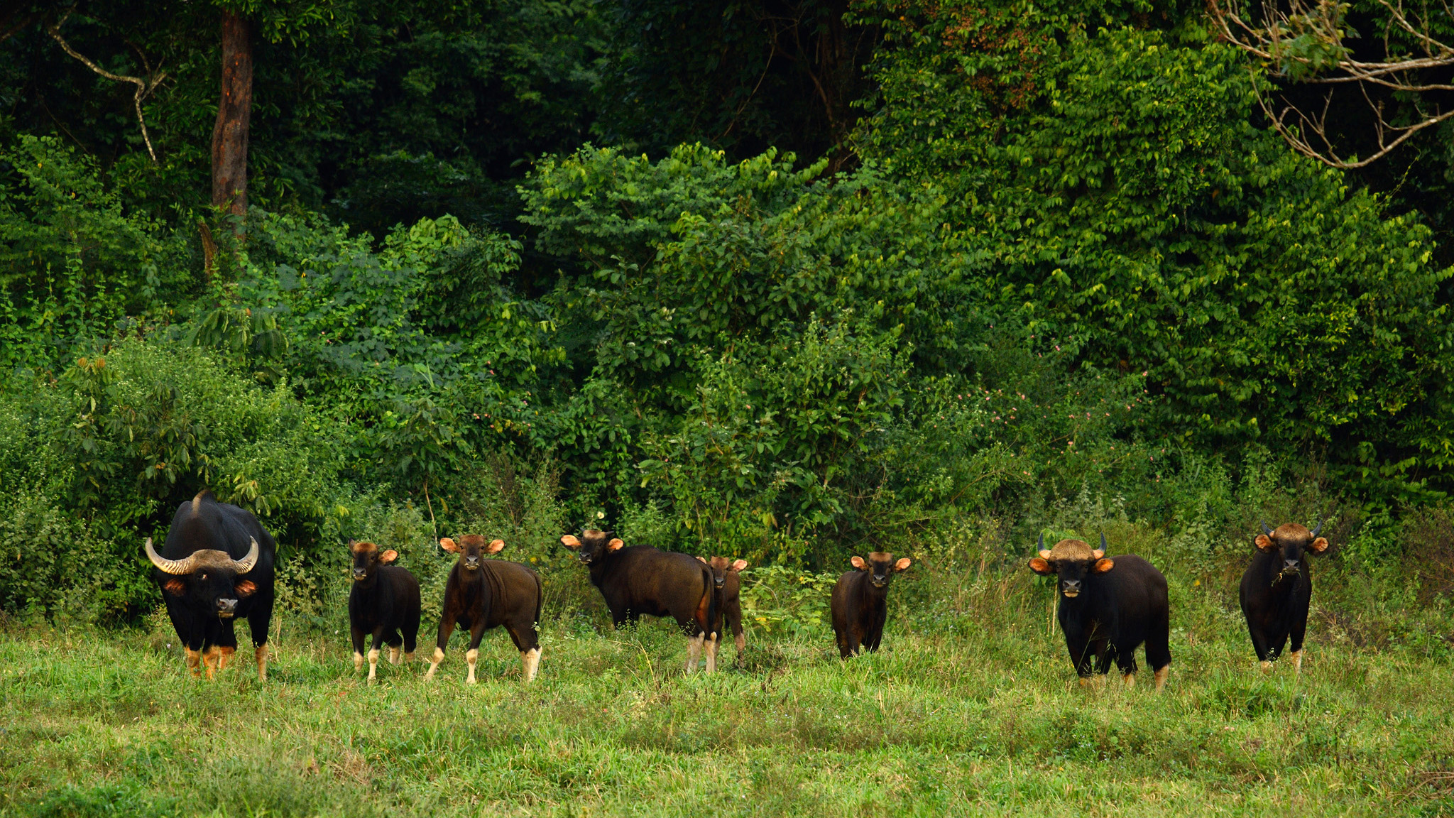 Wild gaur herd in green habitat in Kui Buri National Park, Thailand