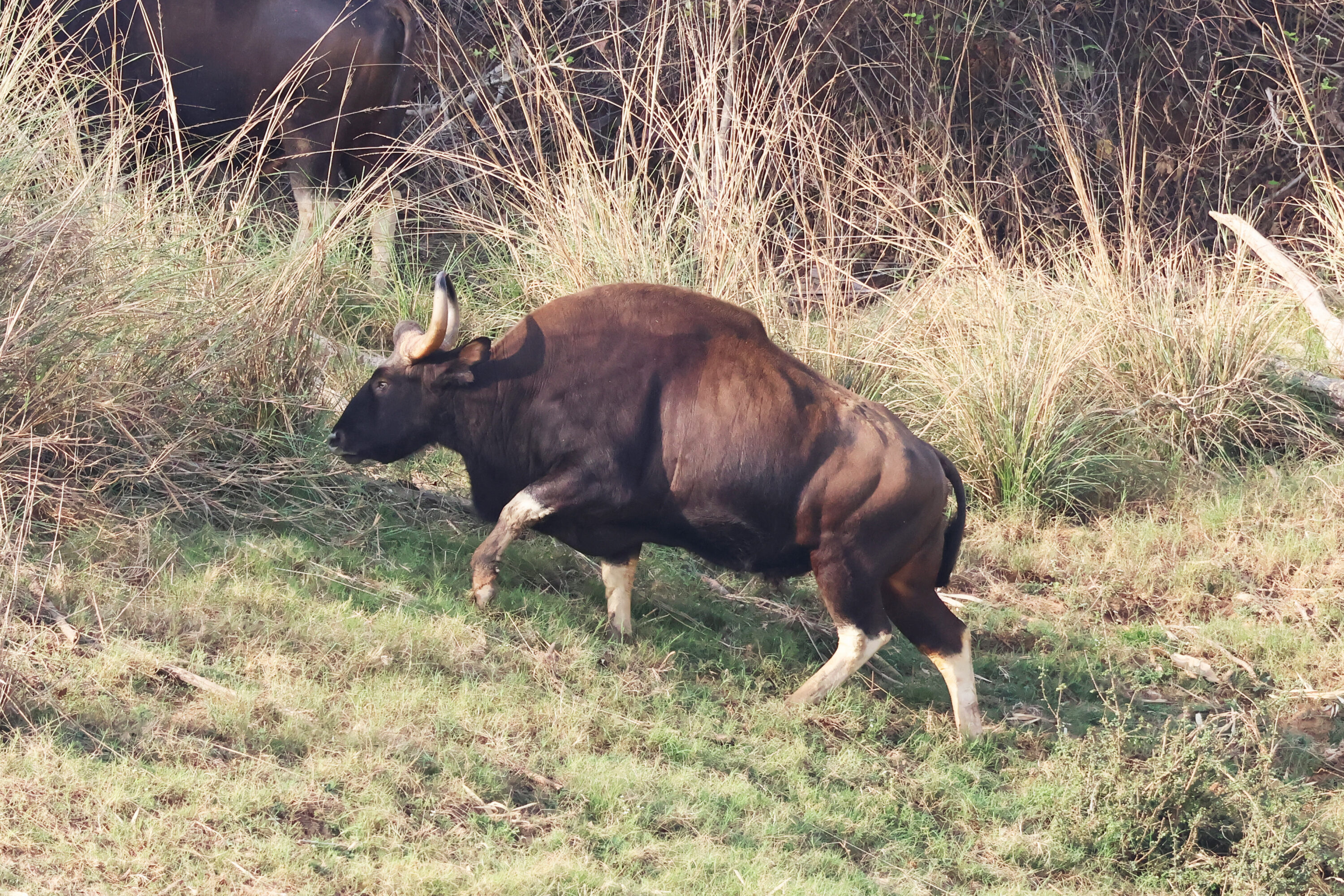 Wild gaur in Satpura National Park, India
