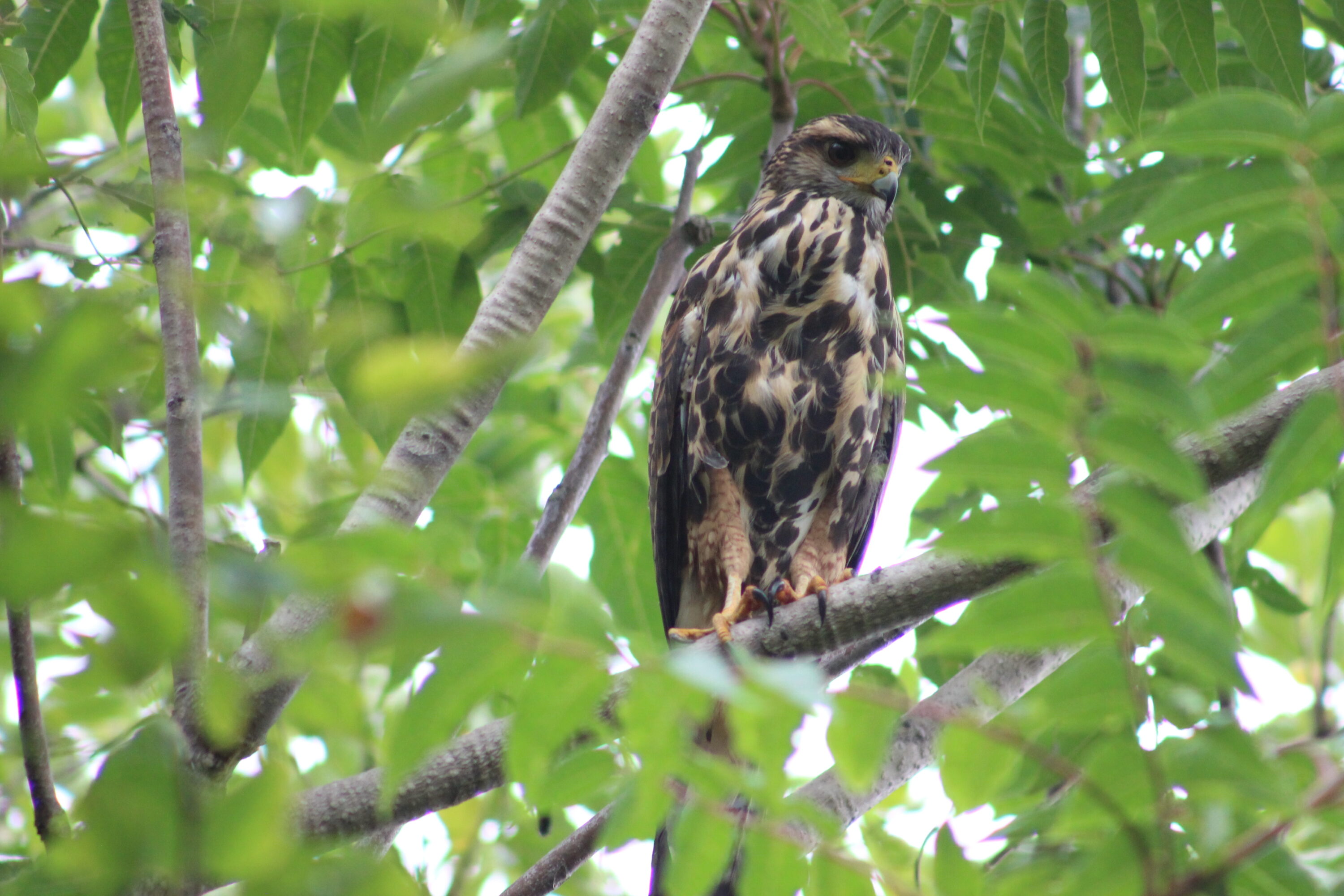 Harris's hawk perched in a leafy tree in Buenos Aires Province, Argentina