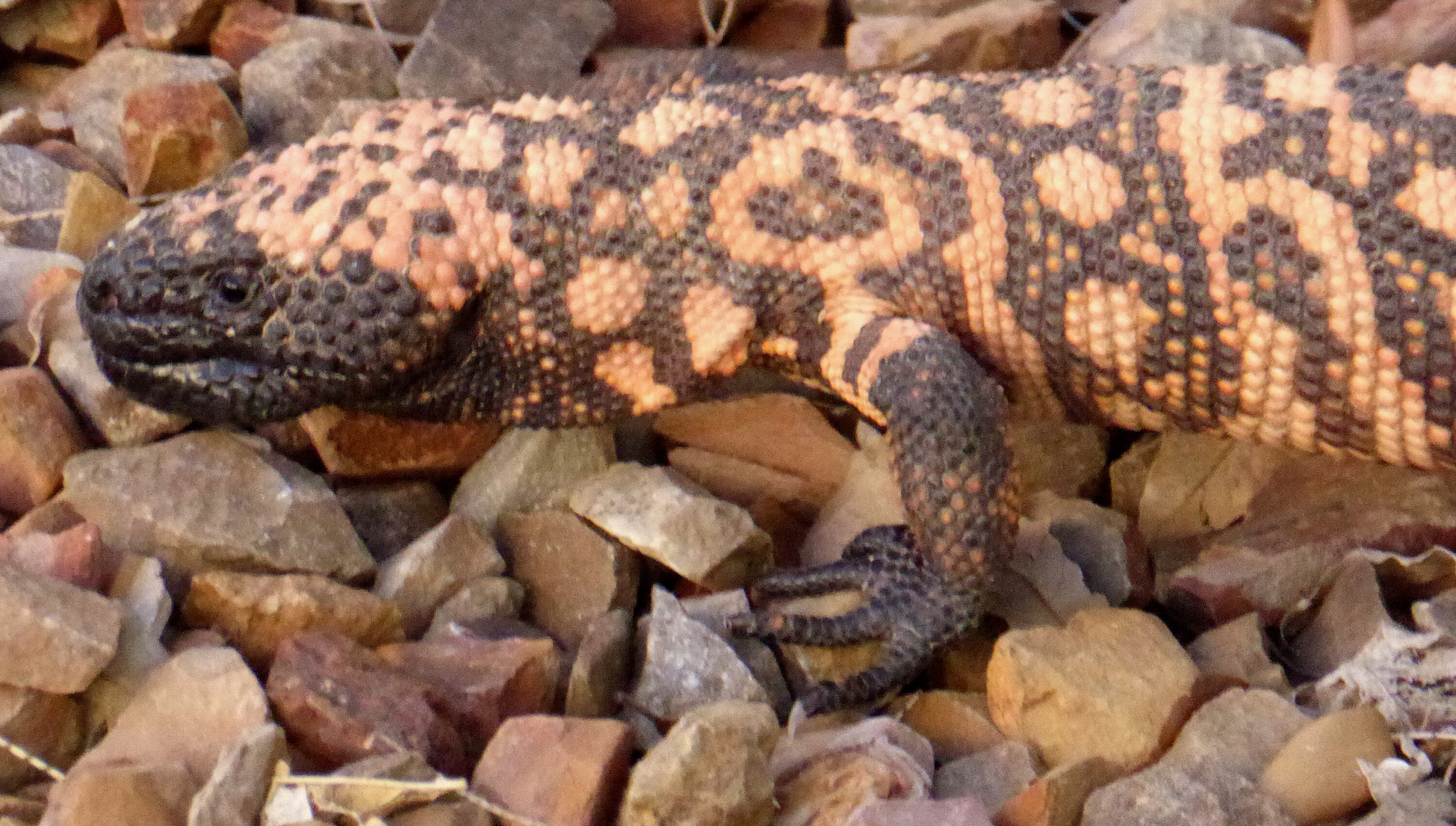 Gila monster moving across rocky ground in Tucson, Arizona