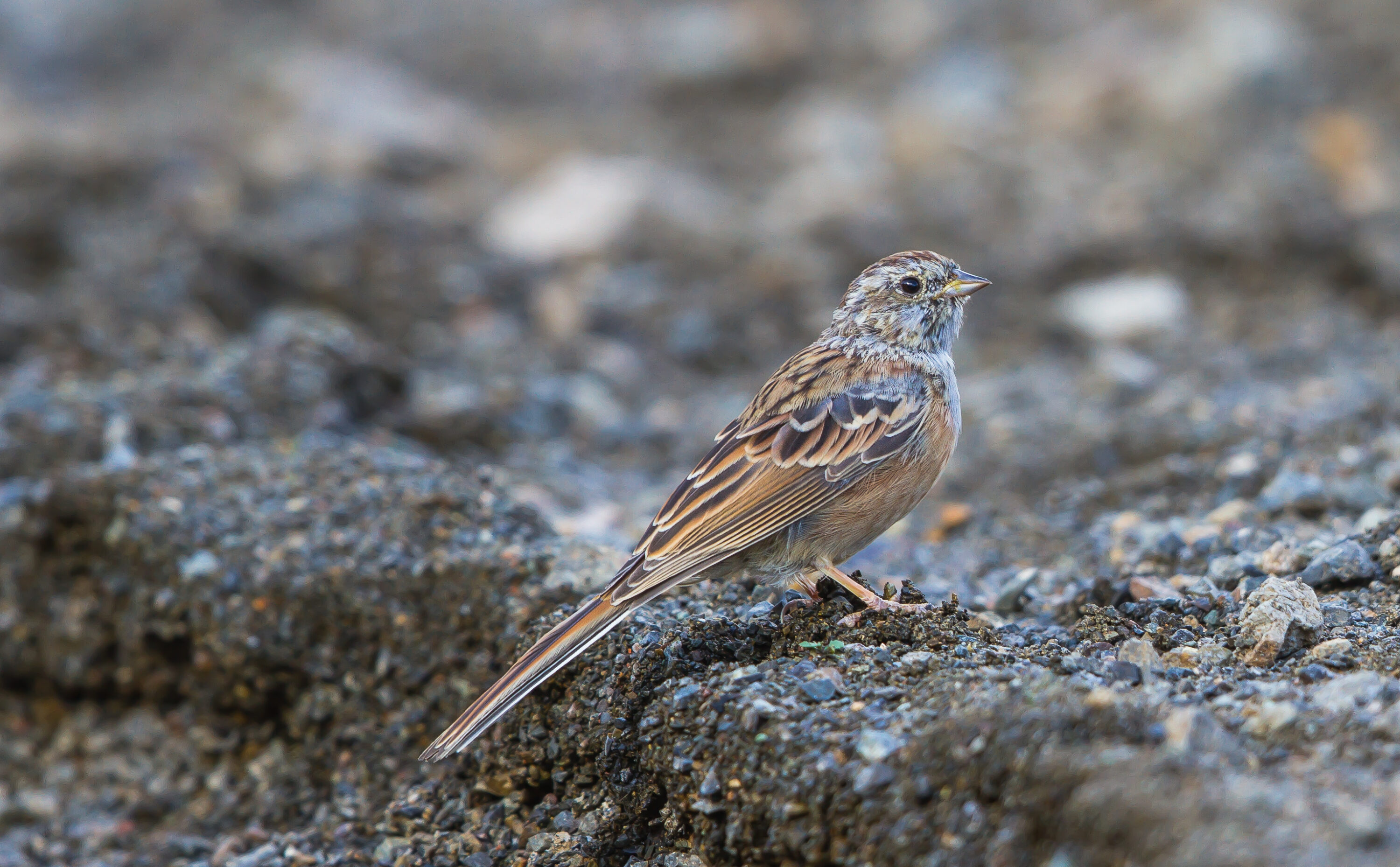 Godlewski's bunting standing on rocky ground