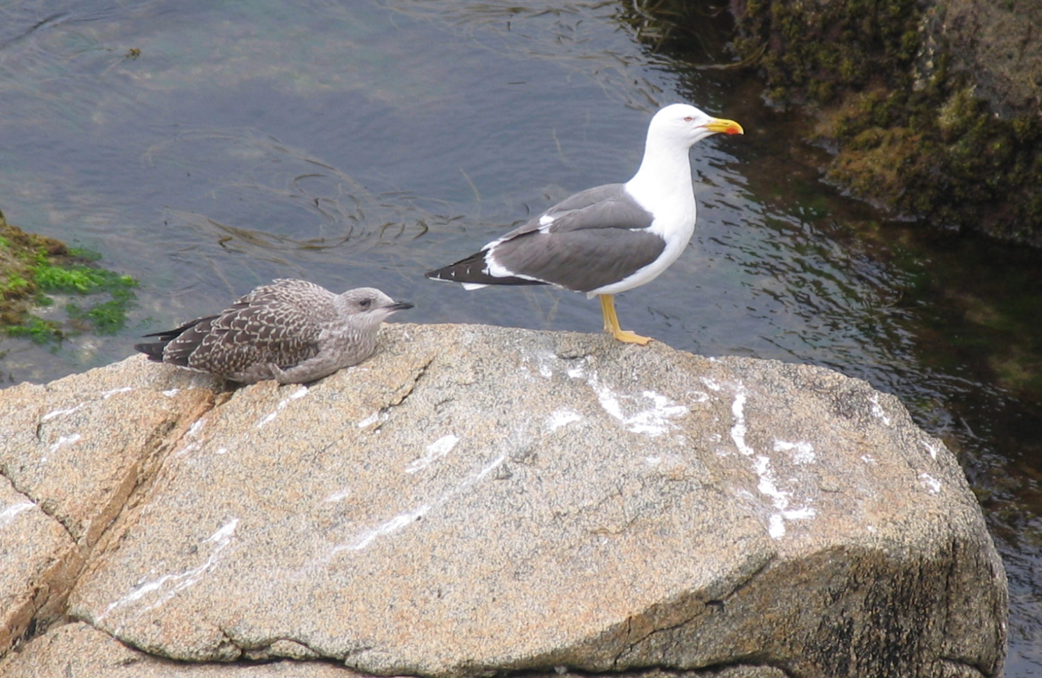 Adult lesser black-backed gull beside a chick