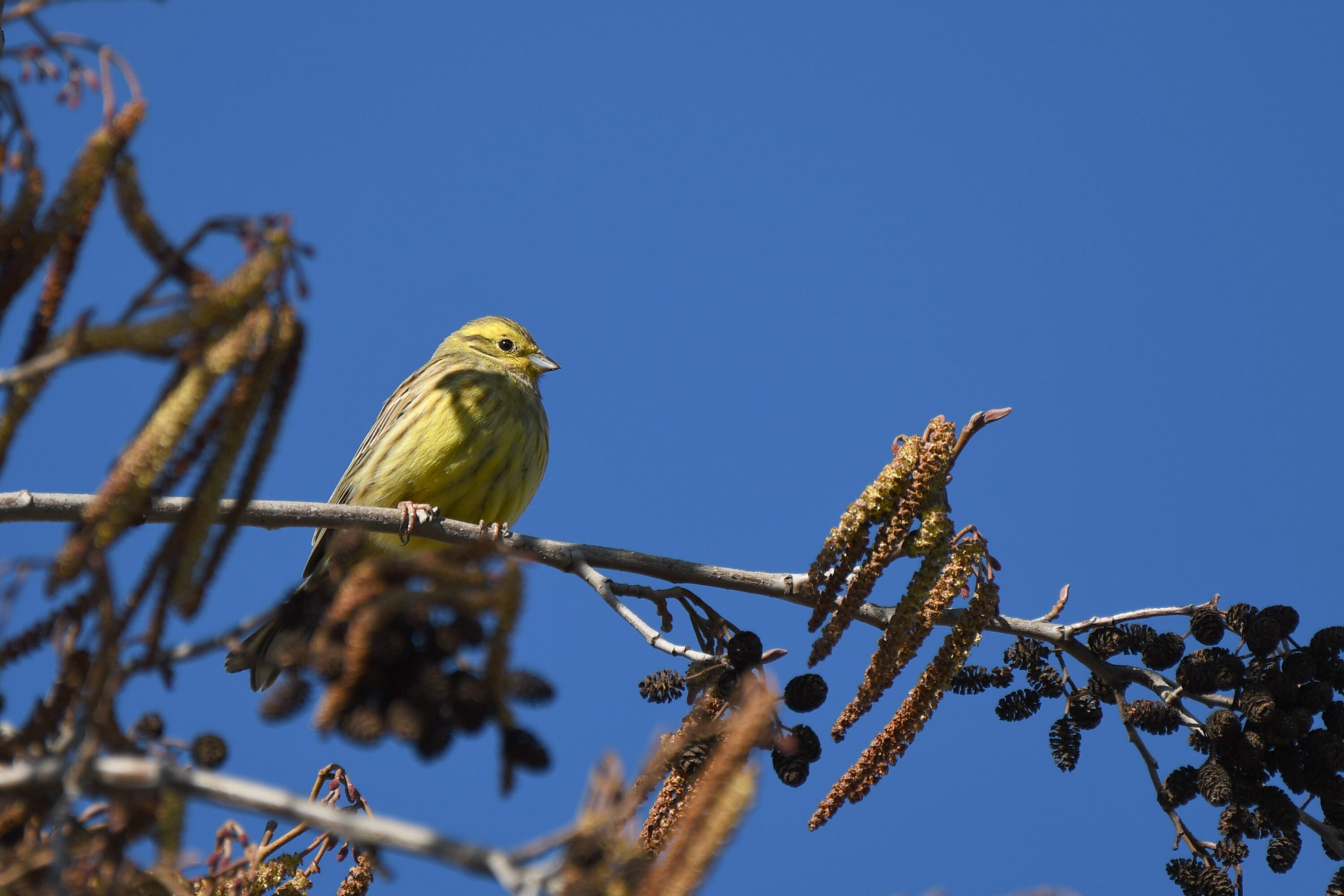 A yellowhammer perched on an alder branch against a blue sky