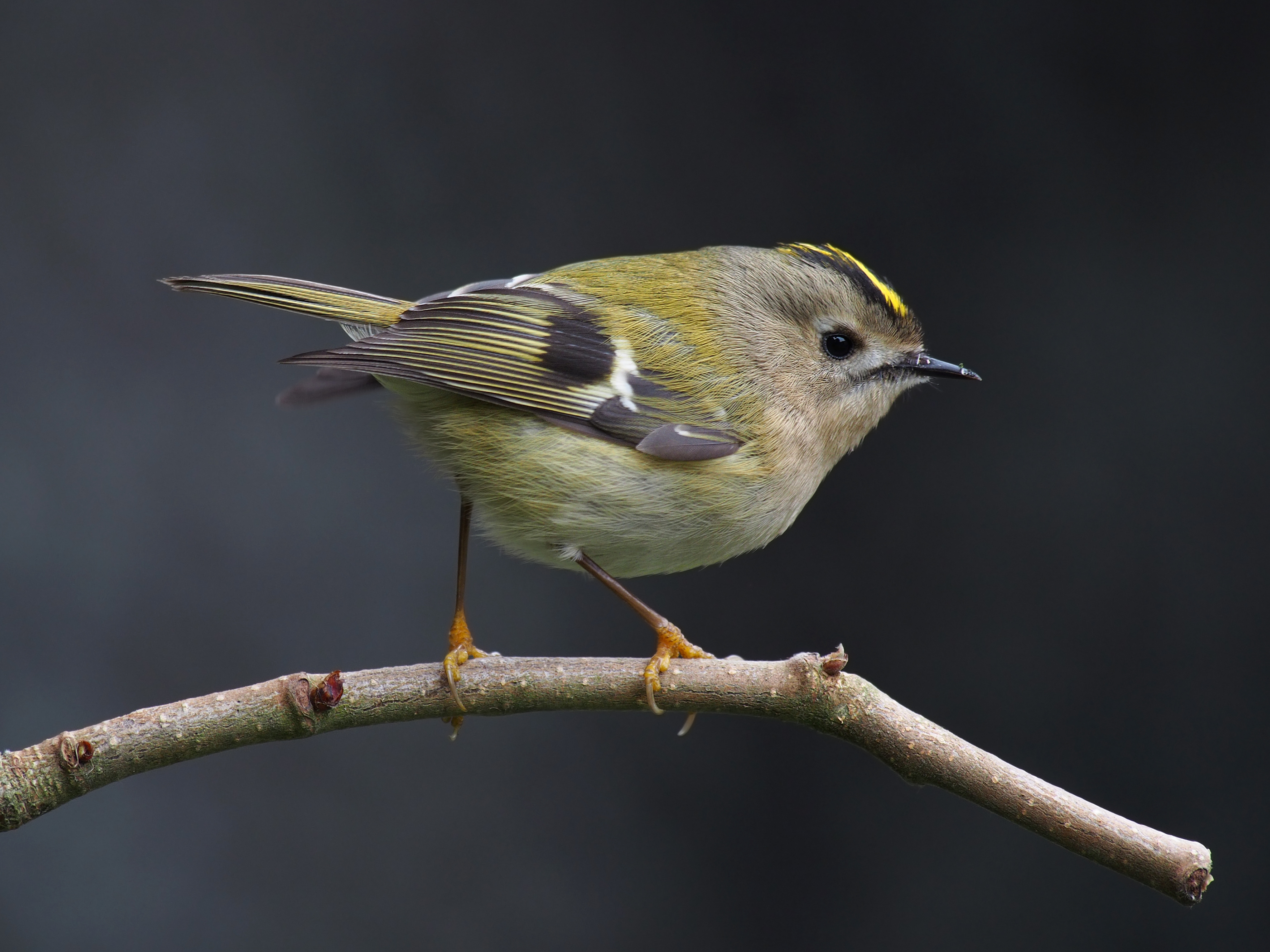 Female goldcrest perched on a branch