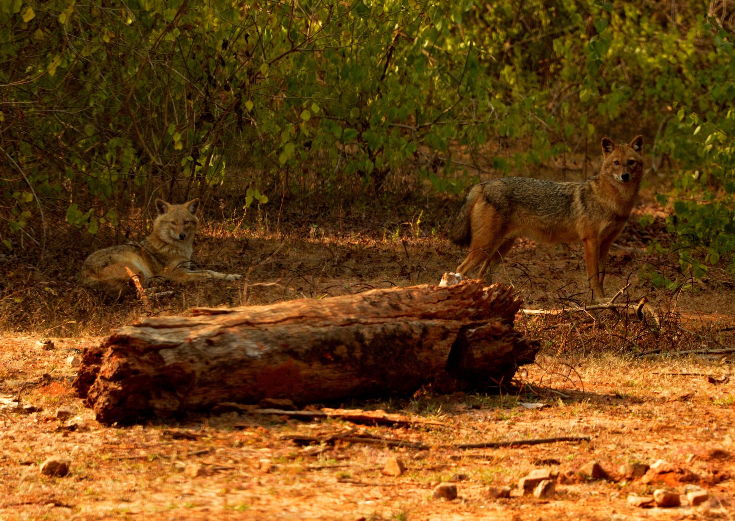 Two golden jackals standing in natural habitat