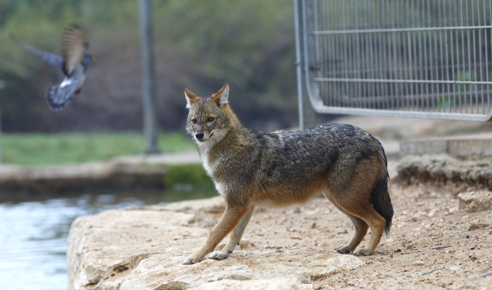 Golden jackal in Tel Aviv, Israel
