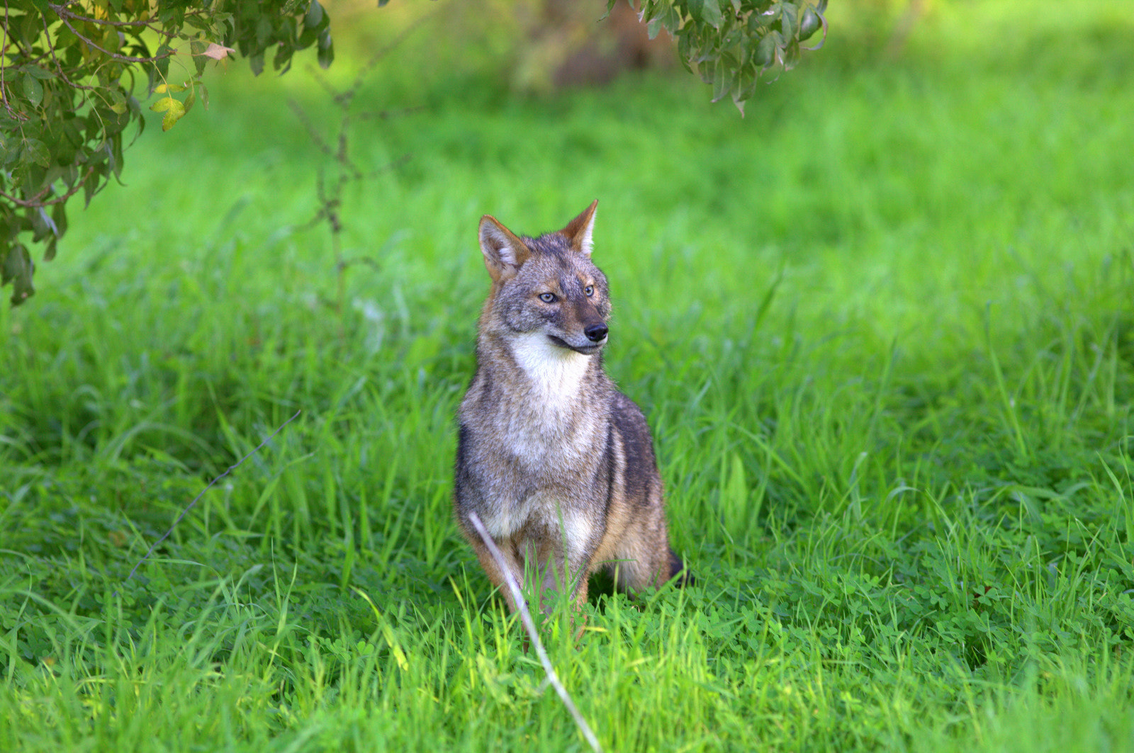 Golden jackal in Tel Aviv, Israel