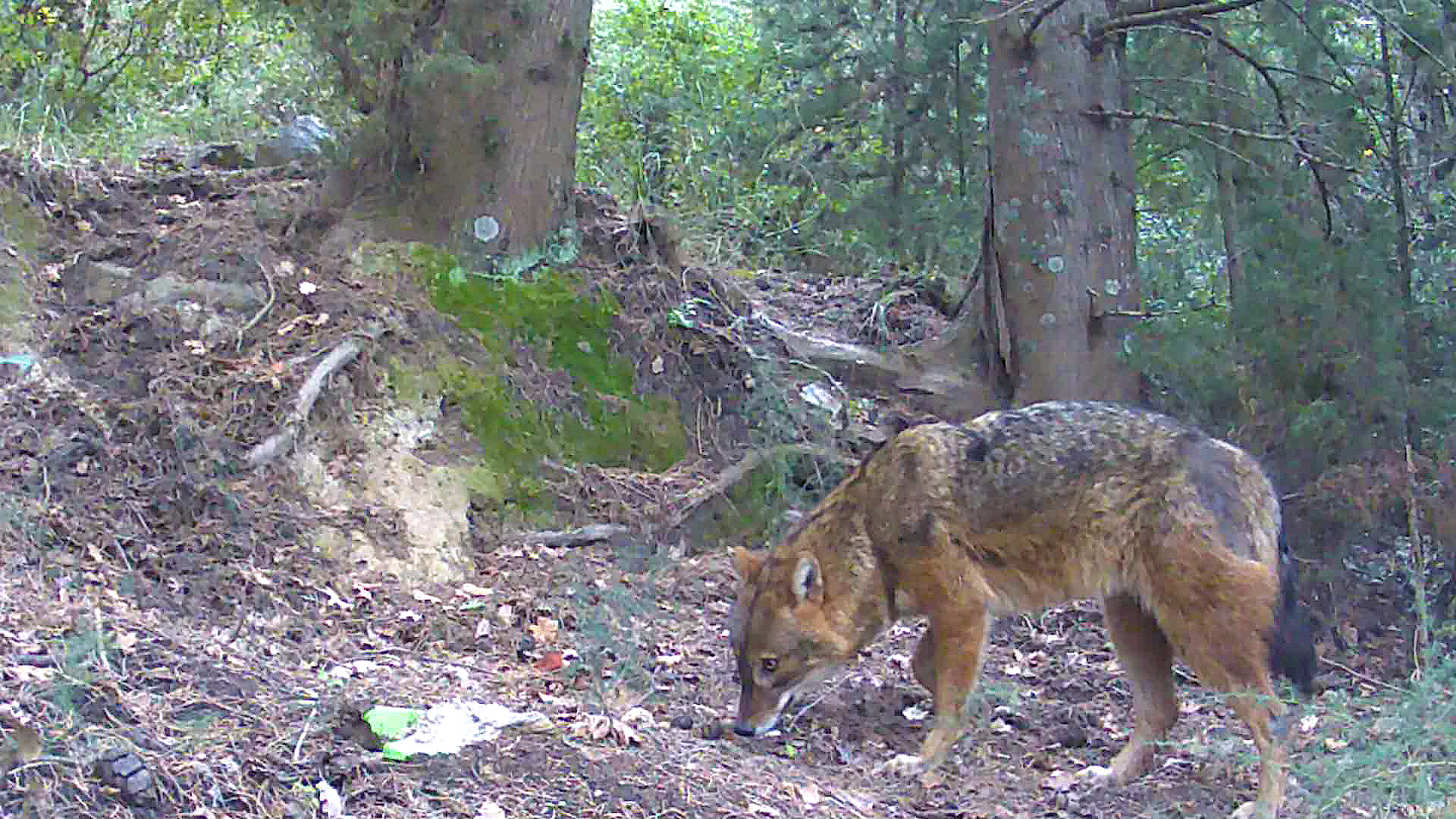 Golden jackal standing in natural habitat in Taygetus, Greece