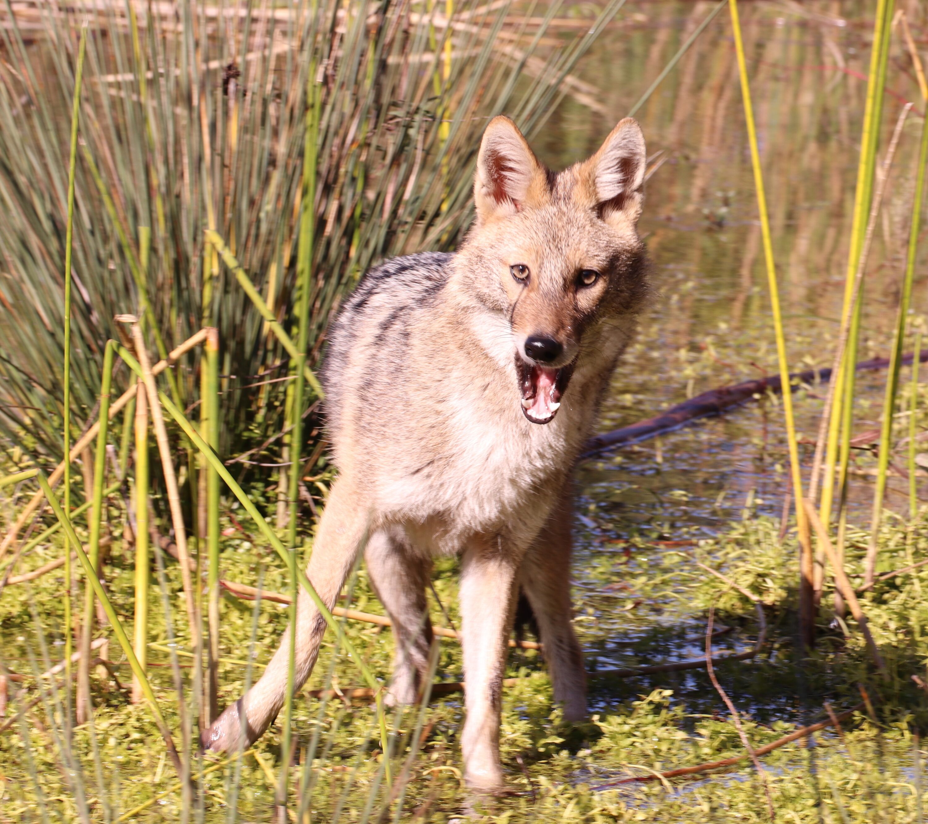 Golden jackal in Tel Aviv, Israel