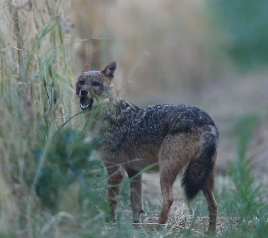 Wild golden jackal in northern Greece looking toward the camera