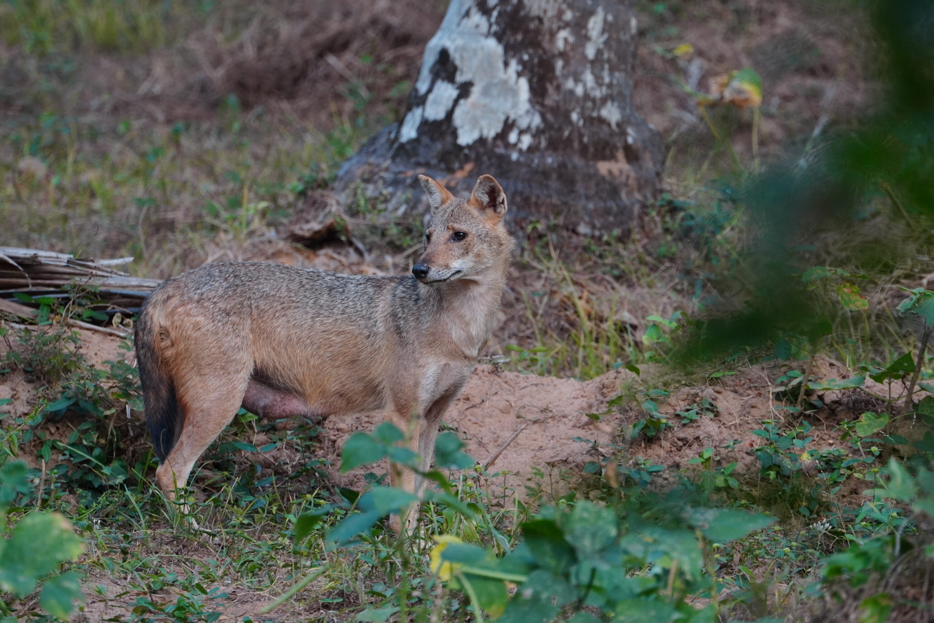 Golden jackal standing in natural habitat