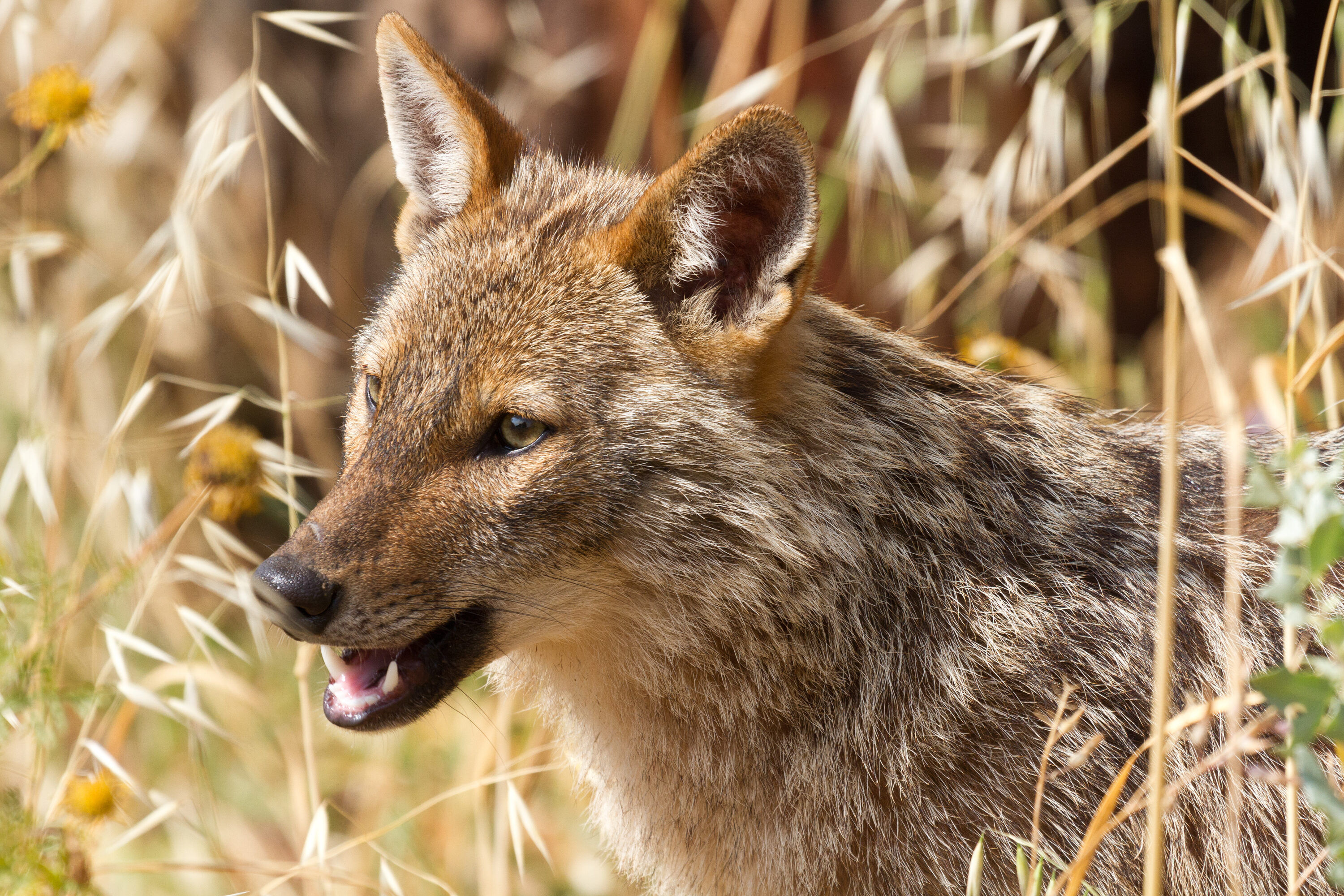Golden jackal portrait
