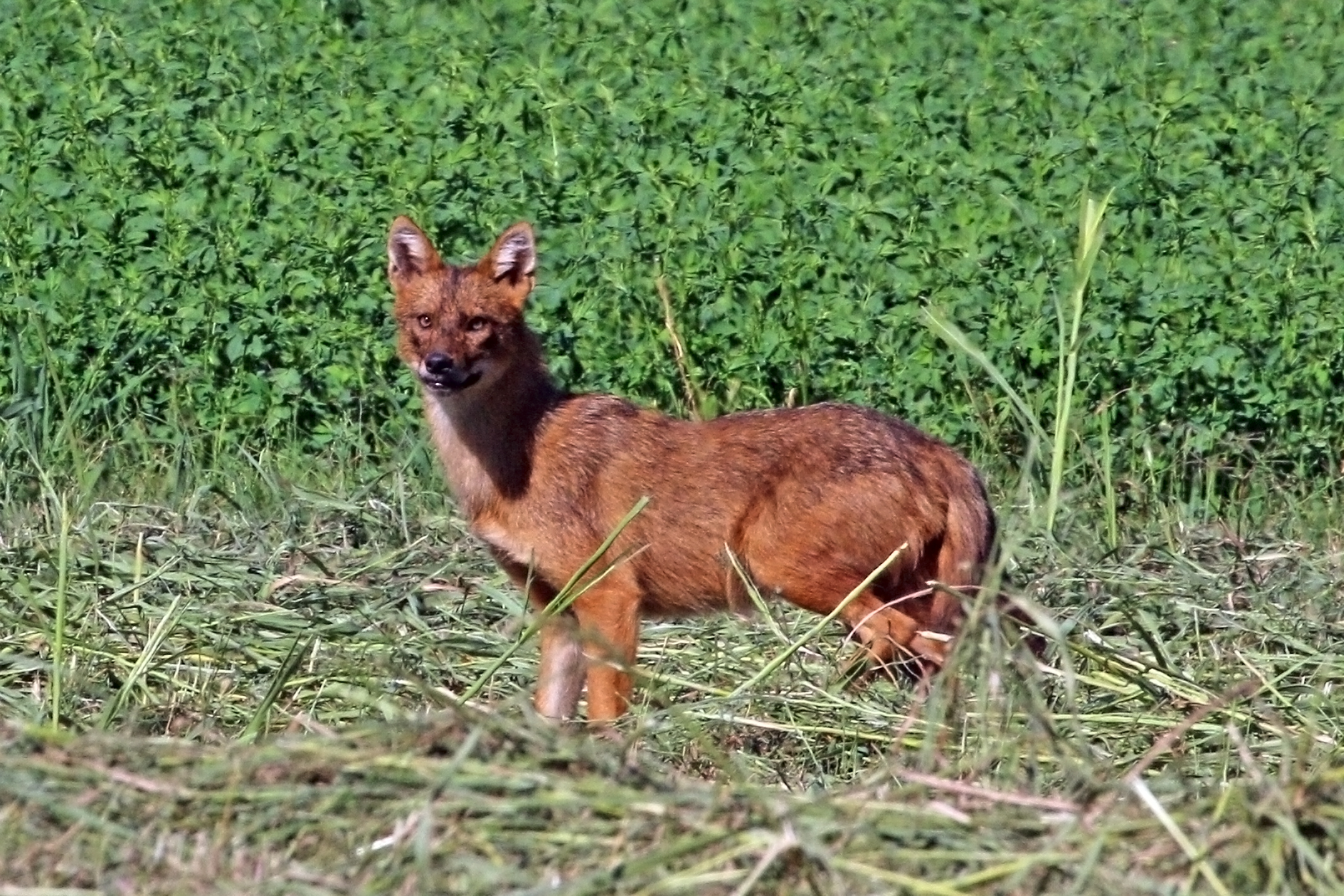 European golden jackal in natural habitat