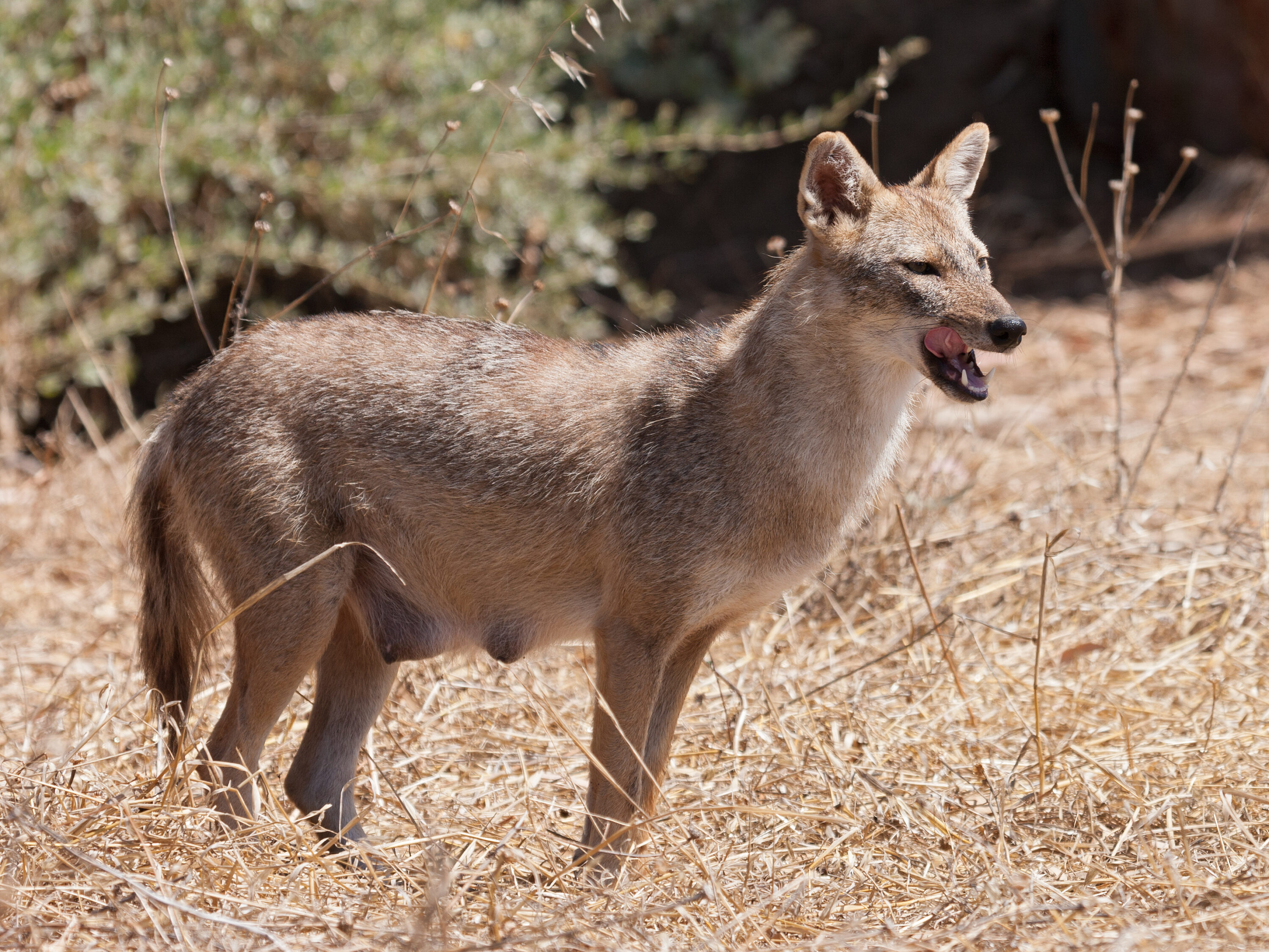 Female golden jackal in Yarkon Park, Israel