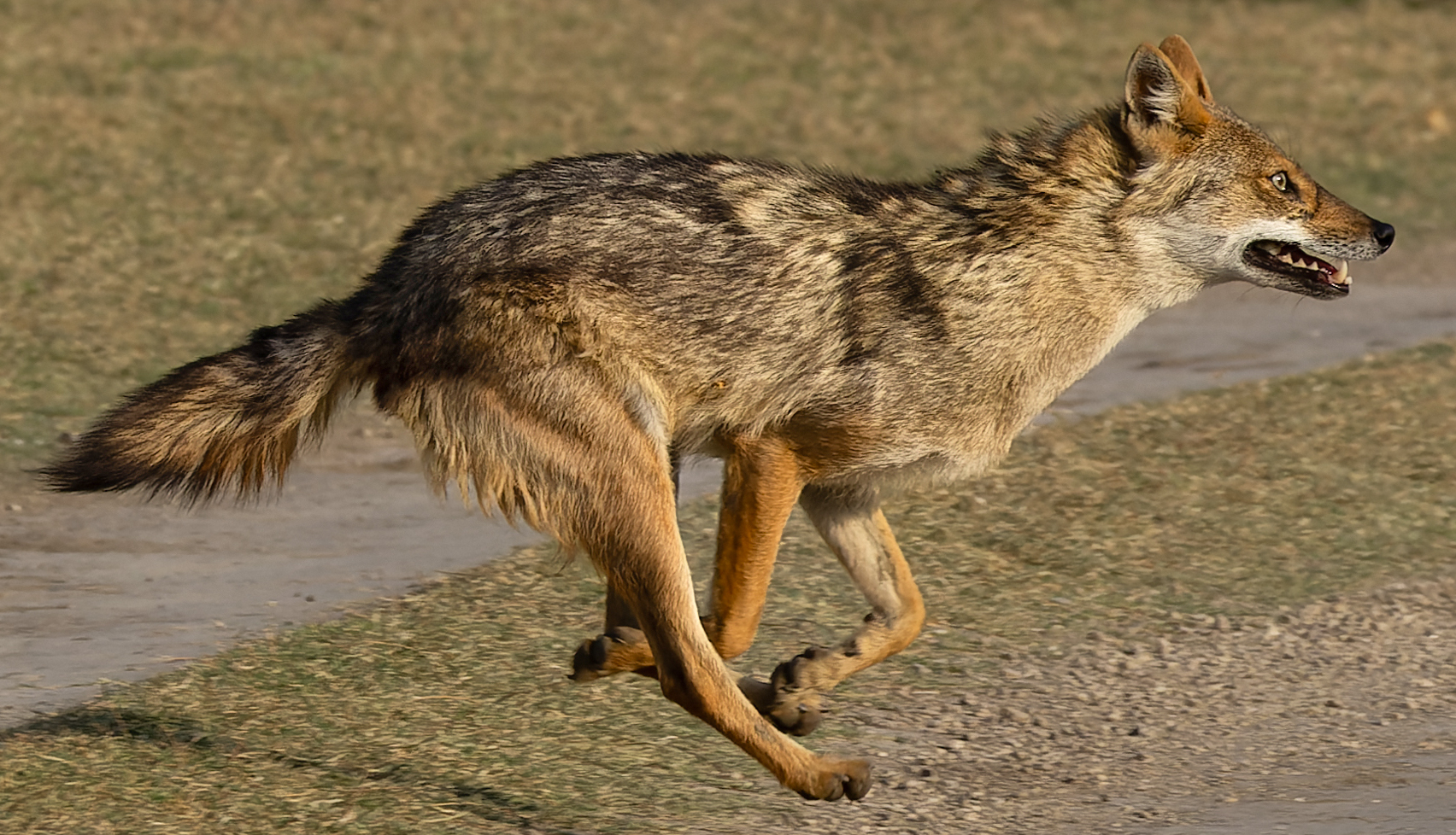 Golden jackal running through open habitat