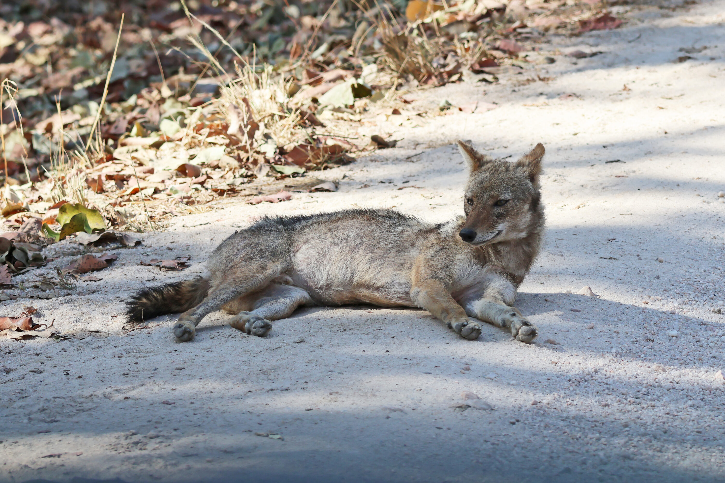 Golden jackal in Pench National Park, India