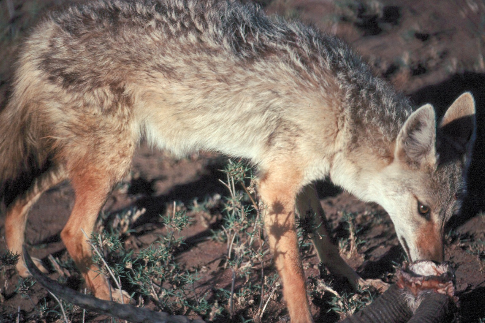 Golden jackal standing in open habitat