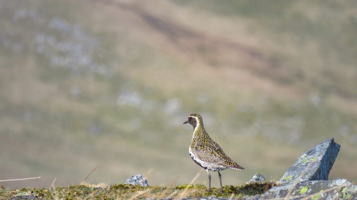European Golden Plover at Foel Fras in Wales