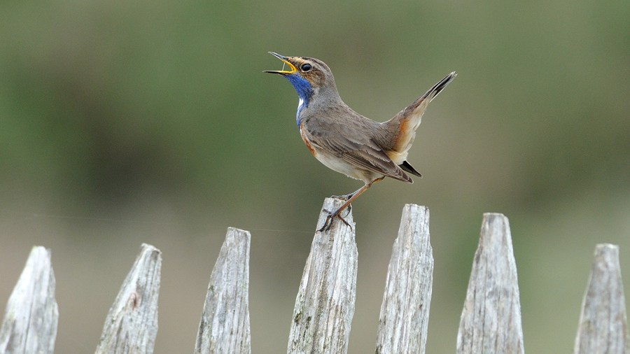White-spotted Bluethroat Luscinia svecica namnetum at L'Aiguillon-sur-Mer, Vendée, France