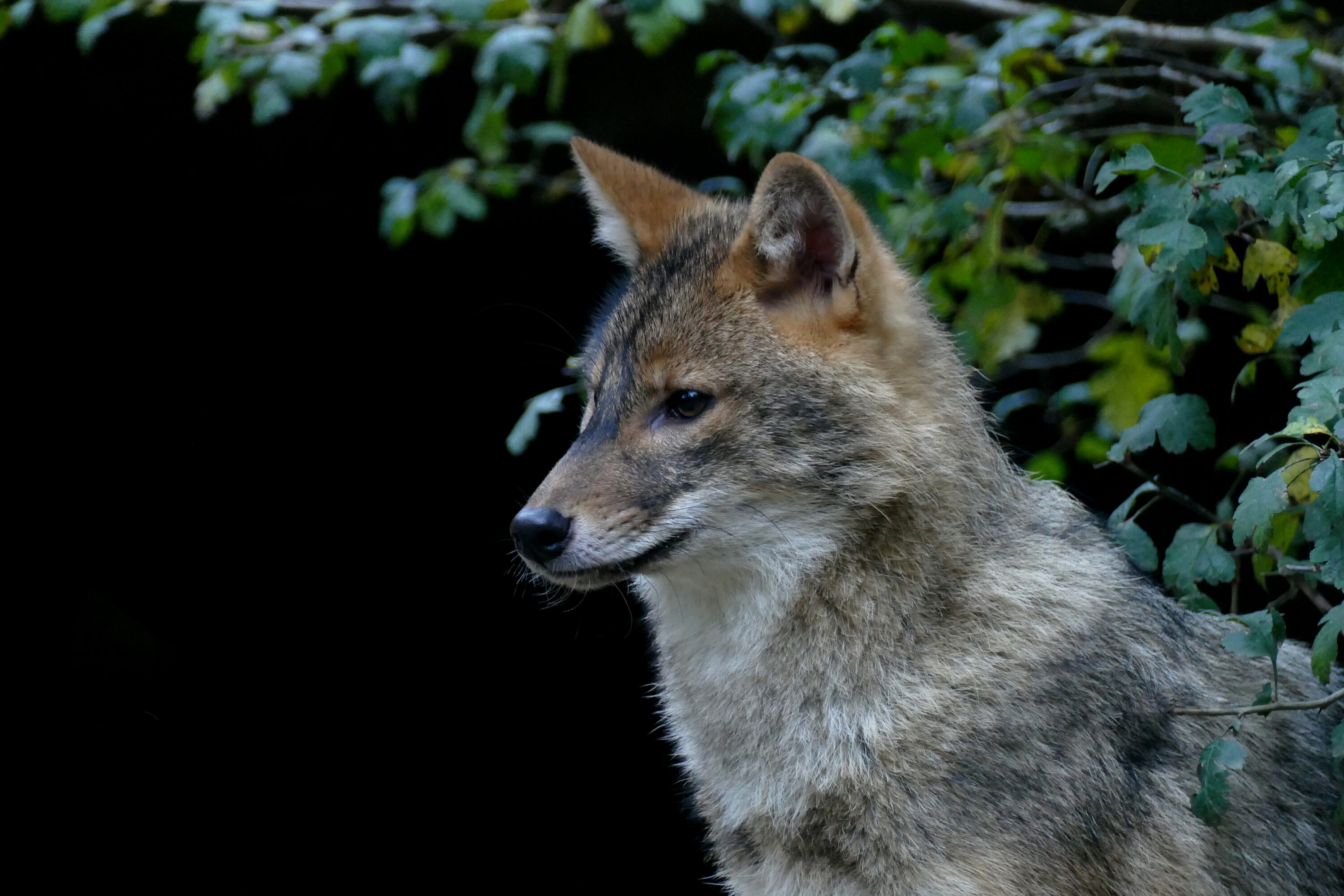 Golden jackal in close side view