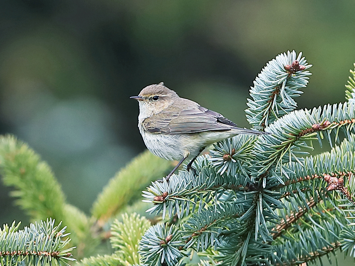 Common chiffchaff perched on a conifer branch at Lista, Norway