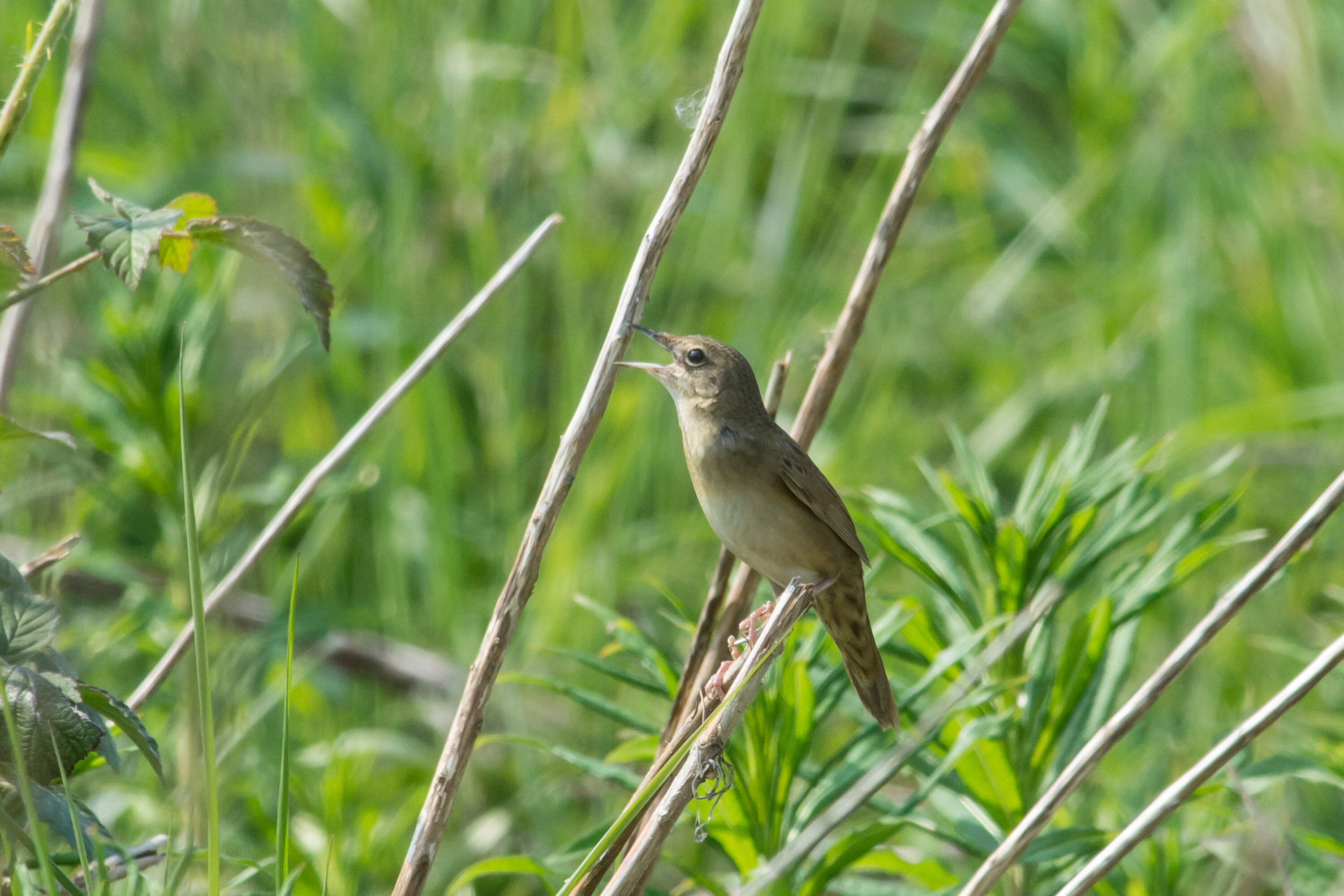Common grasshopper warbler singing from vegetation